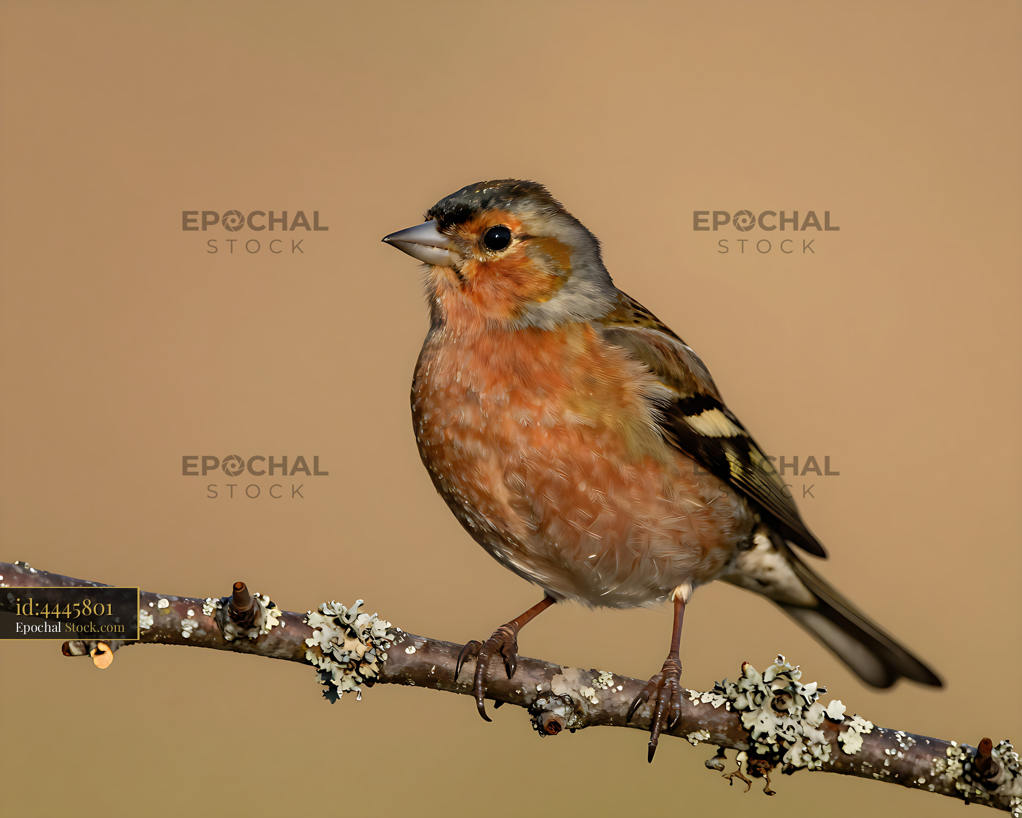 Male common chaffinch perched on a lichen-covered branch - stock photo