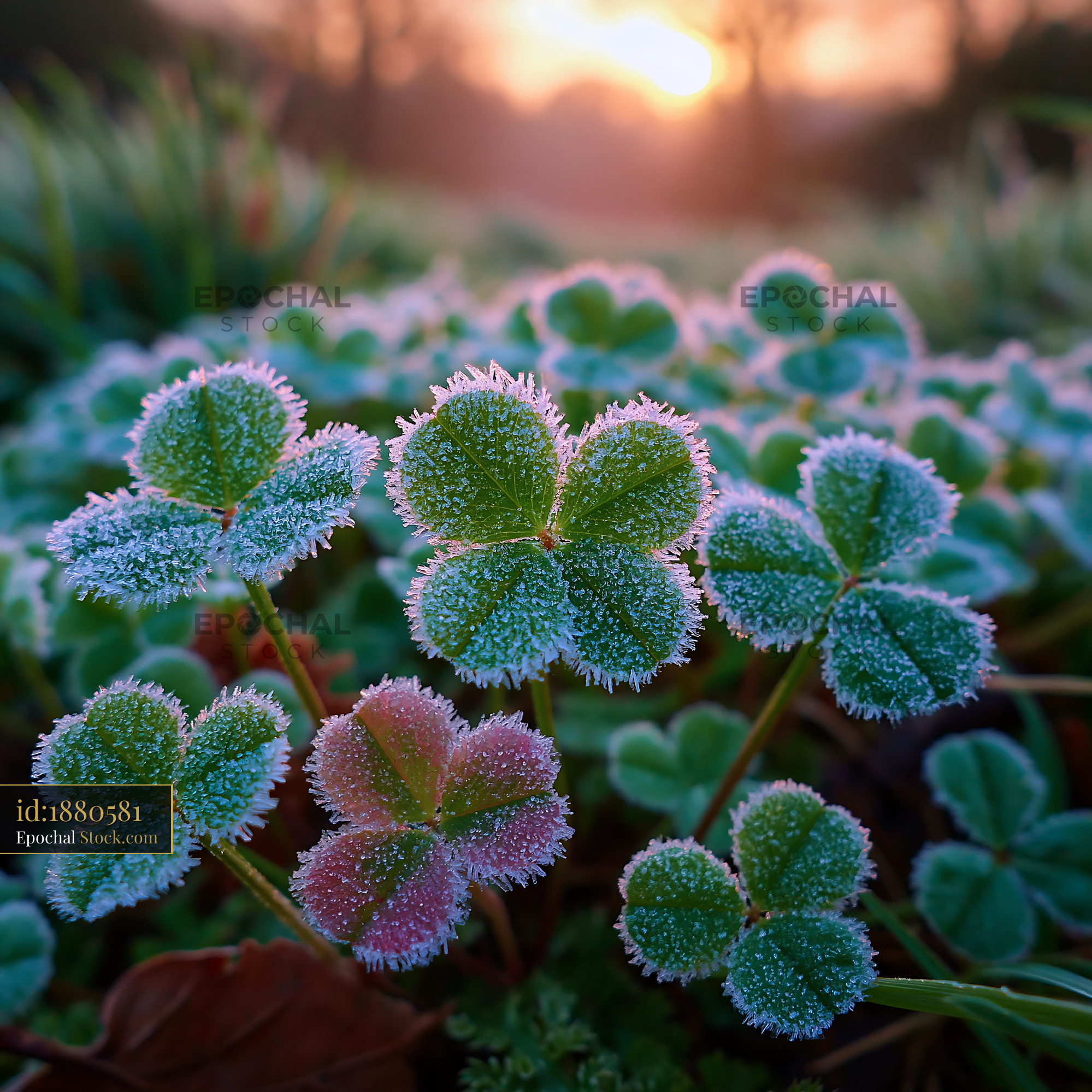 Four-leaf clover with morning frost at sunrise in a field - stock photo