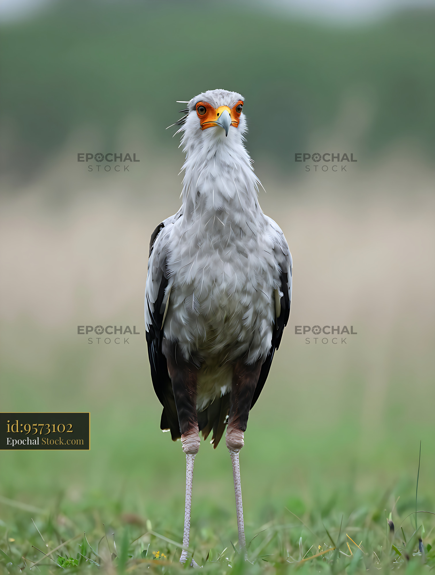 Secretary bird standing alert in the African savannah - stock photo