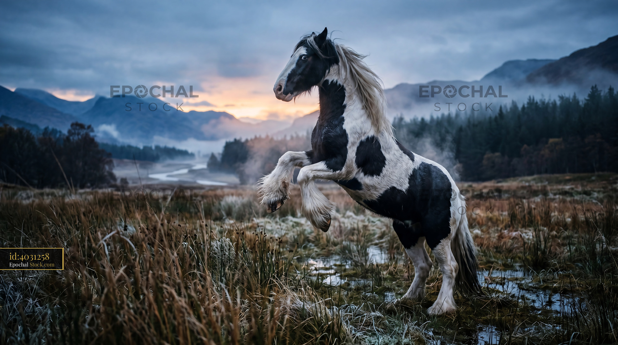 Rearing piebald horse in a misty mountain landscape at dawn - stock photo