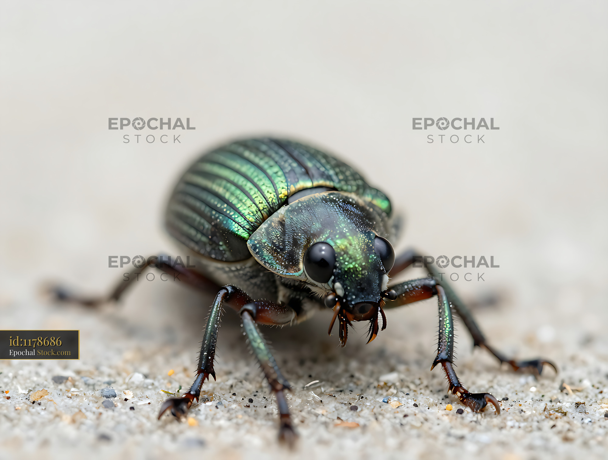 Macro shot of an iridescent frog-faced weevil on sandy ground - stock photo