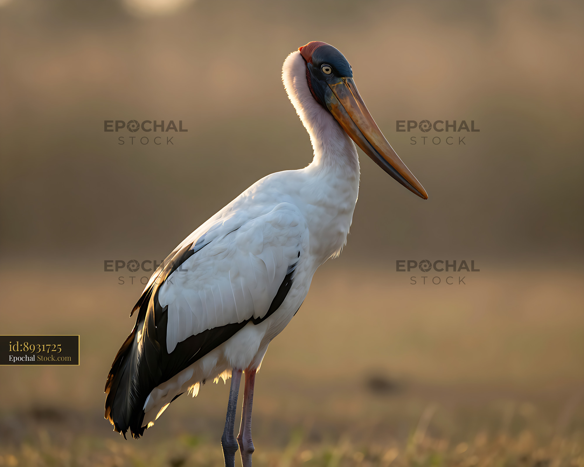 Majestic jabiru stork standing in a field during golden hour - stock photo