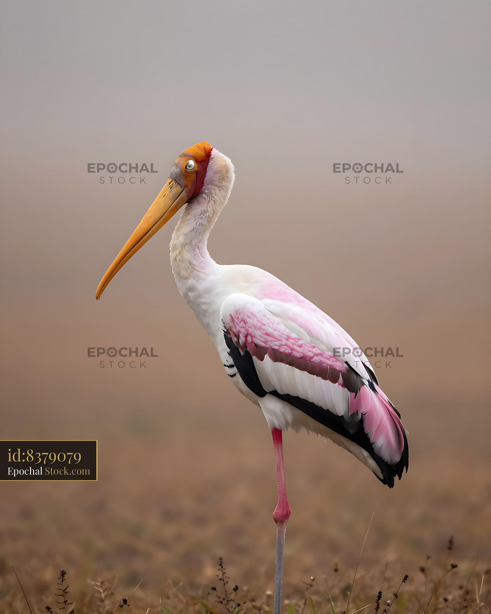 Painted stork standing on one leg in a misty morning field - stock photo