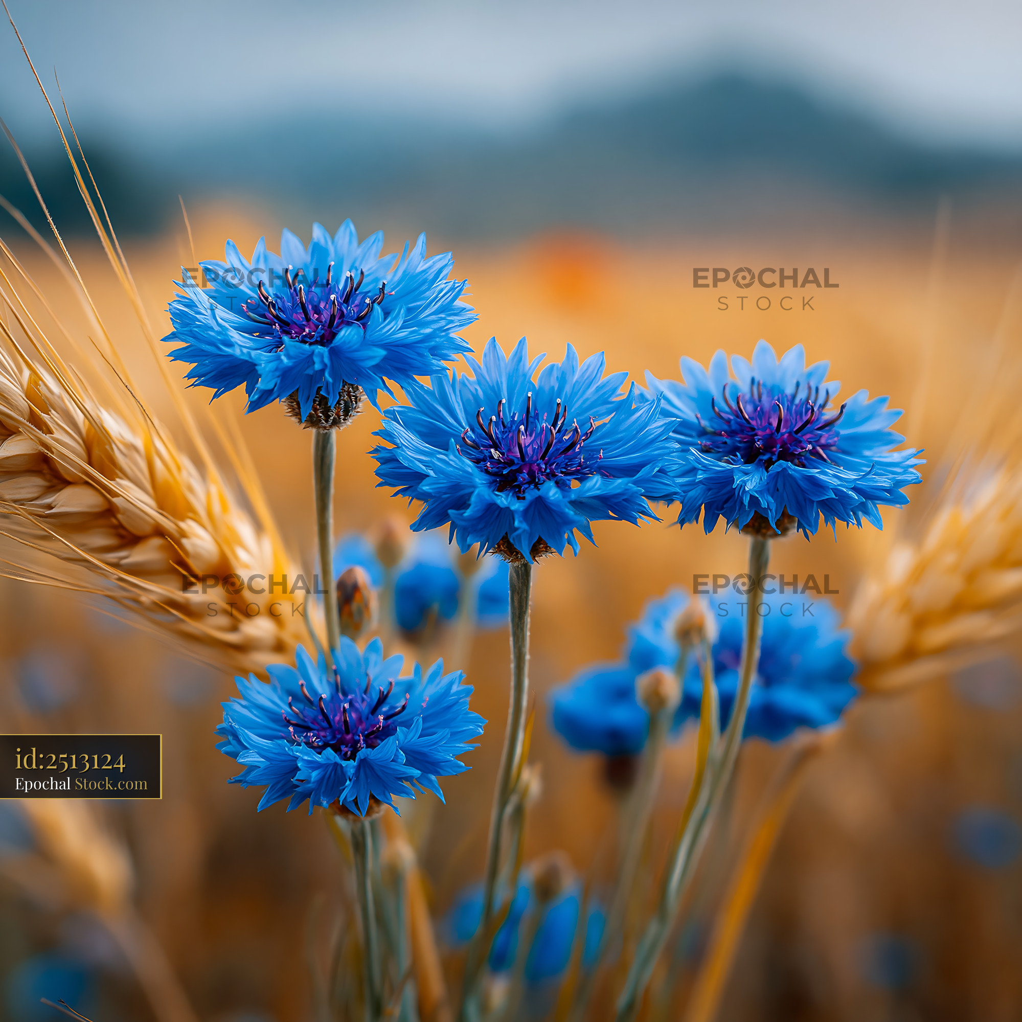 Vibrant blue cornflowers among golden wheat stalks in a rural field - stock photo