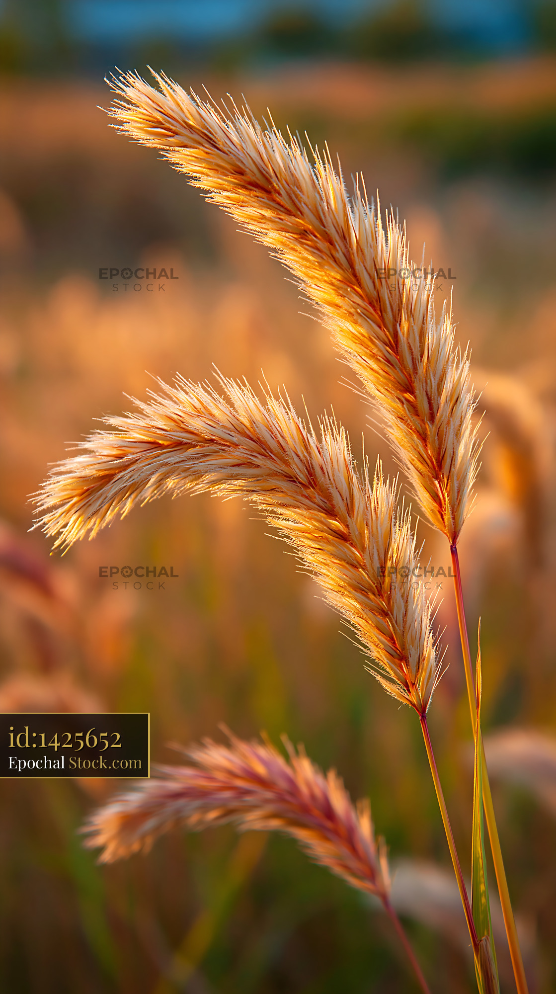 Golden sunlight meadow grass glowing during a warm summer sunset - stock photo