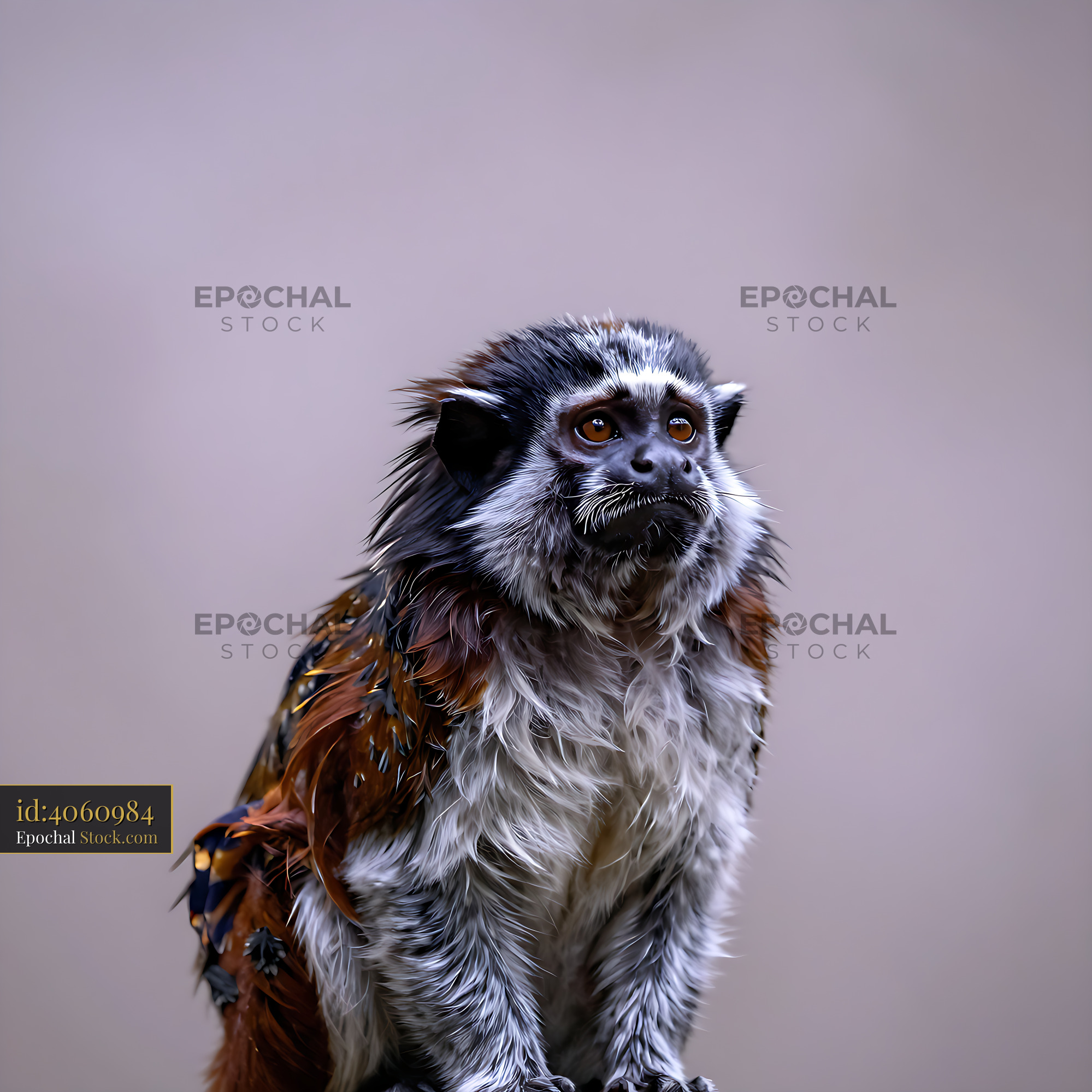 Small emperor tamarin with white whiskers looking up curiously - stock photo