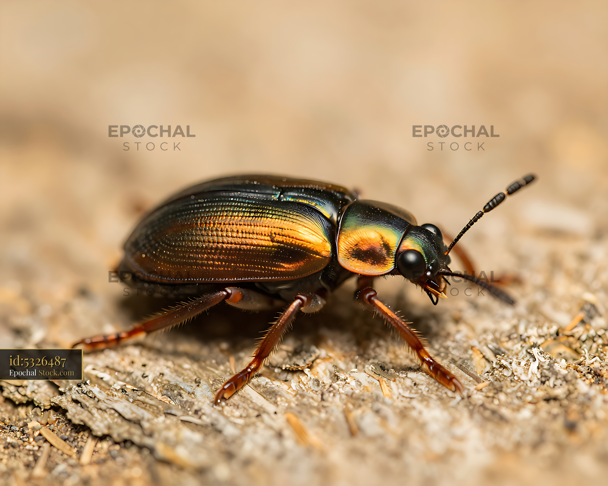 Rainbow carabus ground beetle with iridescent metallic shell on wood - stock photo