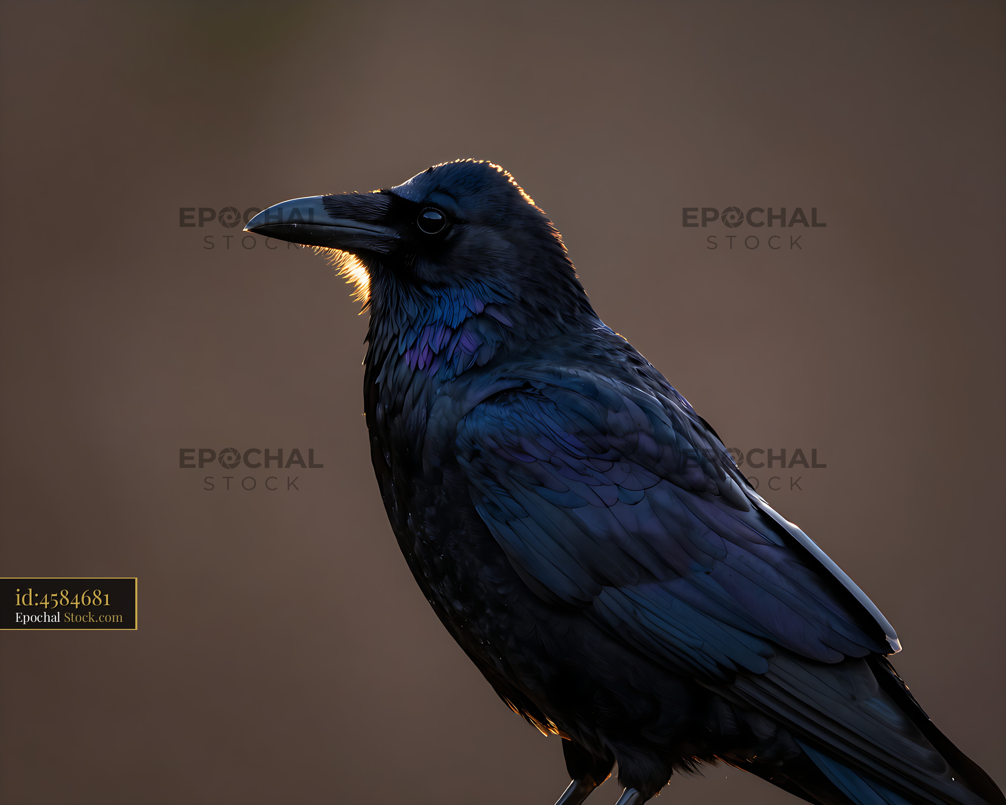 Majestic common raven with iridescent feathers at sunset - stock photo