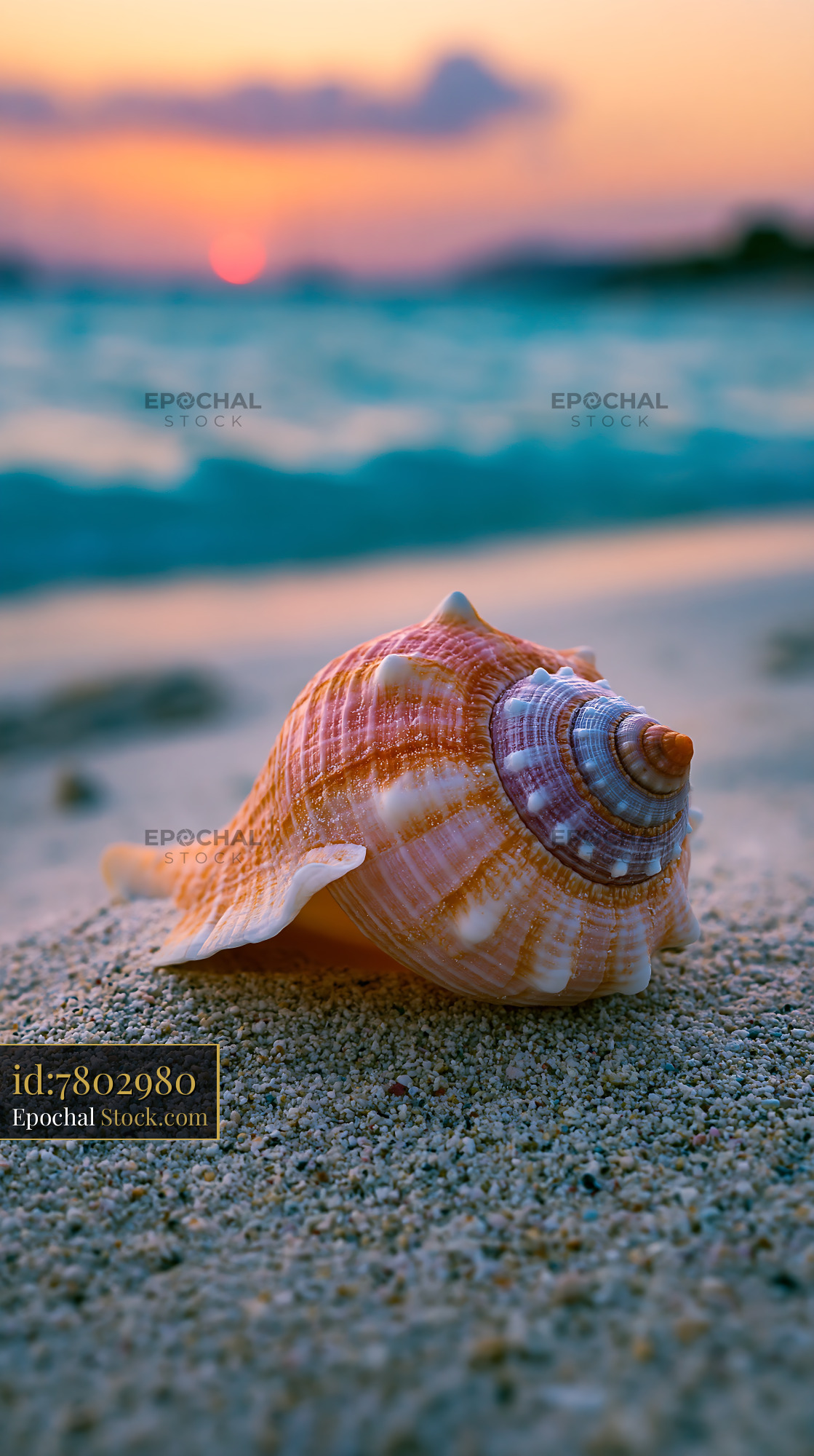 Large colorful seashell on a sandy beach at sunset