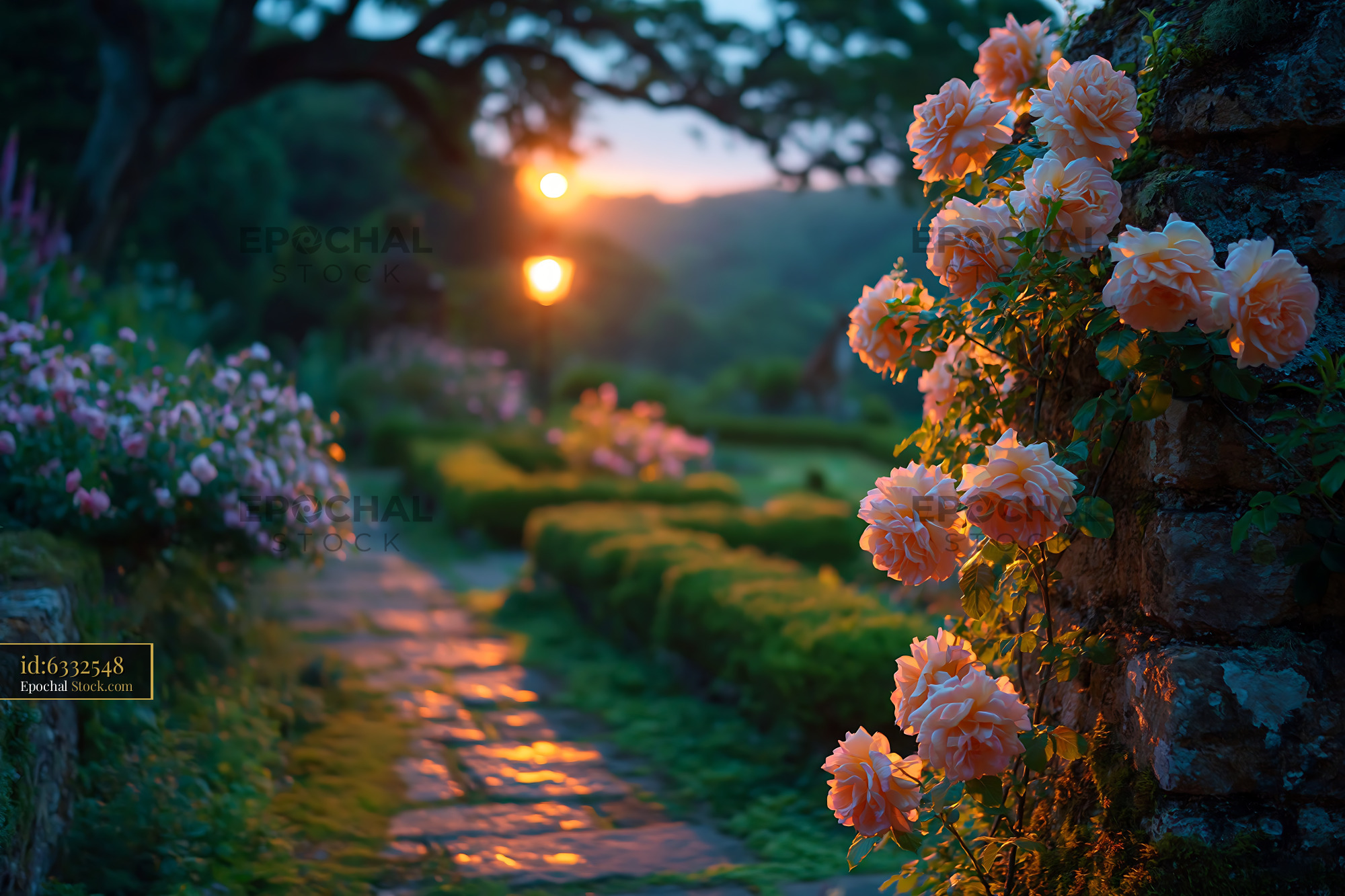 Climbing apricot roses on stone wall in an English garden at sunset - stock photo