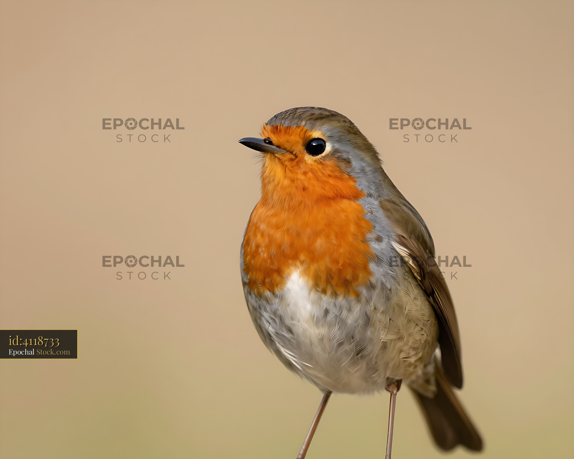 European robin perched against a soft neutral background - stock photo