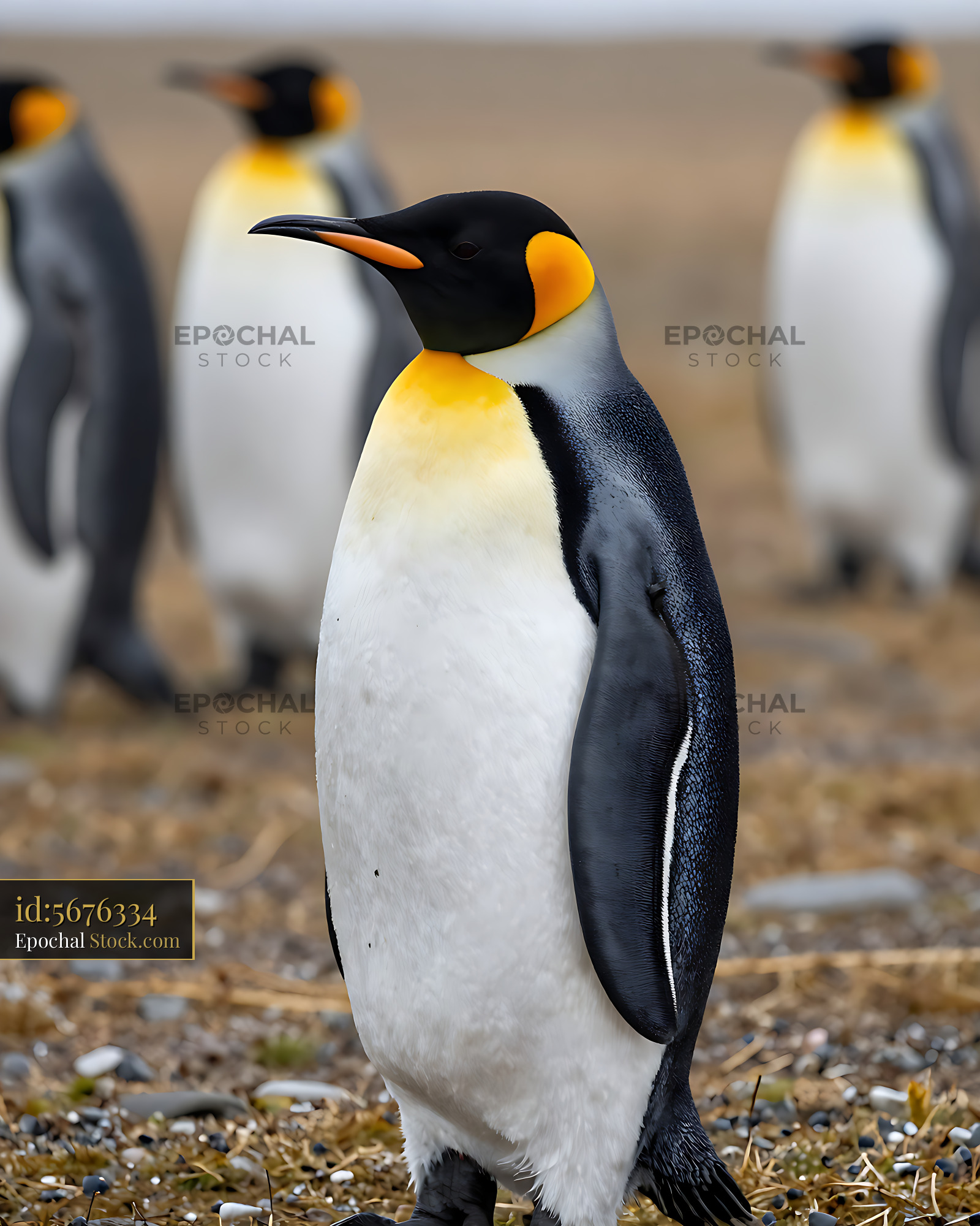 King penguin standing on rocky ground with colony in background - stock photo