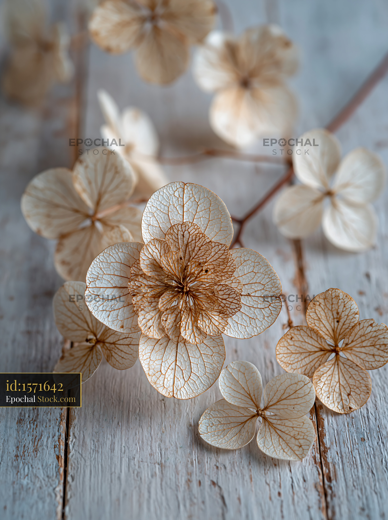 Dried hydrangea blossoms on a weathered white wooden table - stock photo