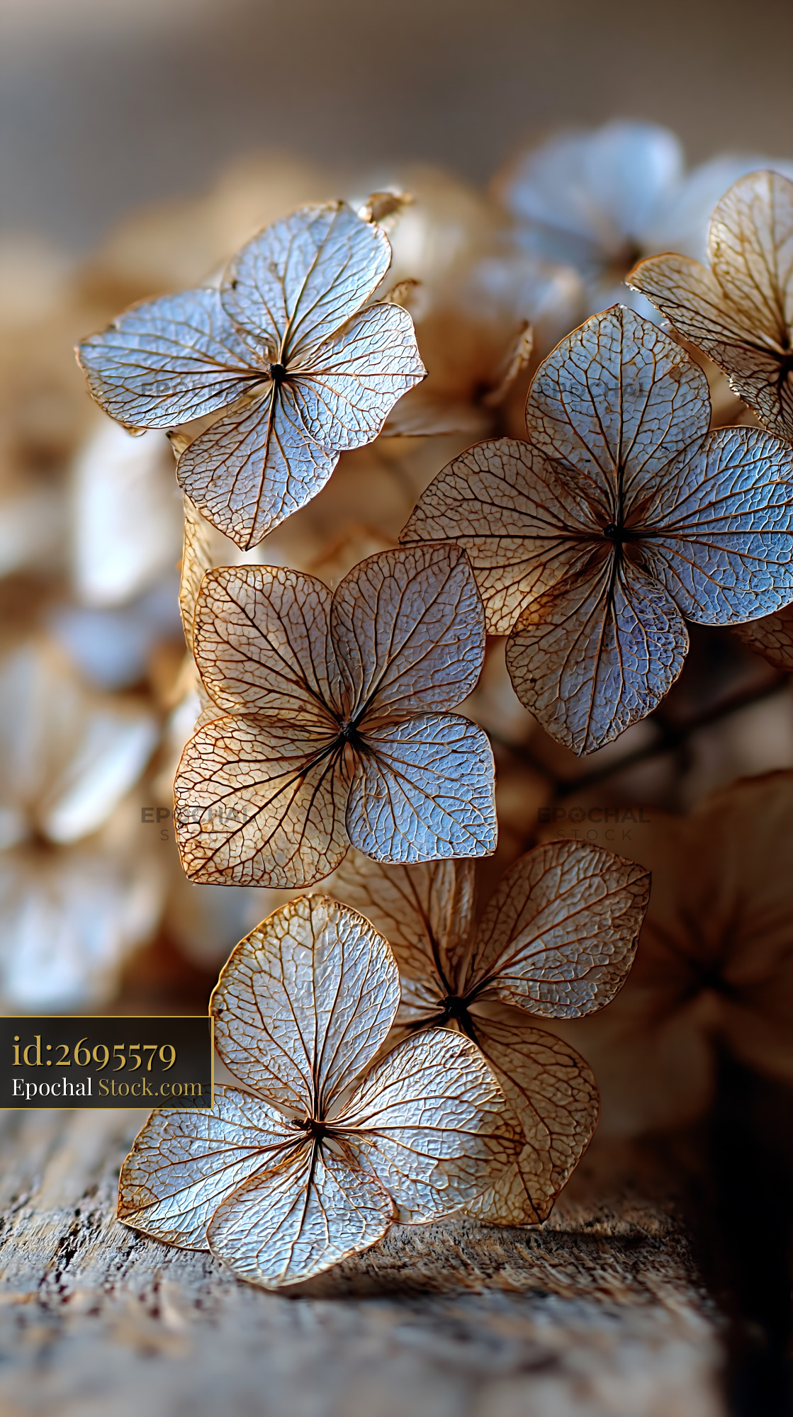 Dry hydrangea bouquet on wooden table showing intricate petal veins - stock photo