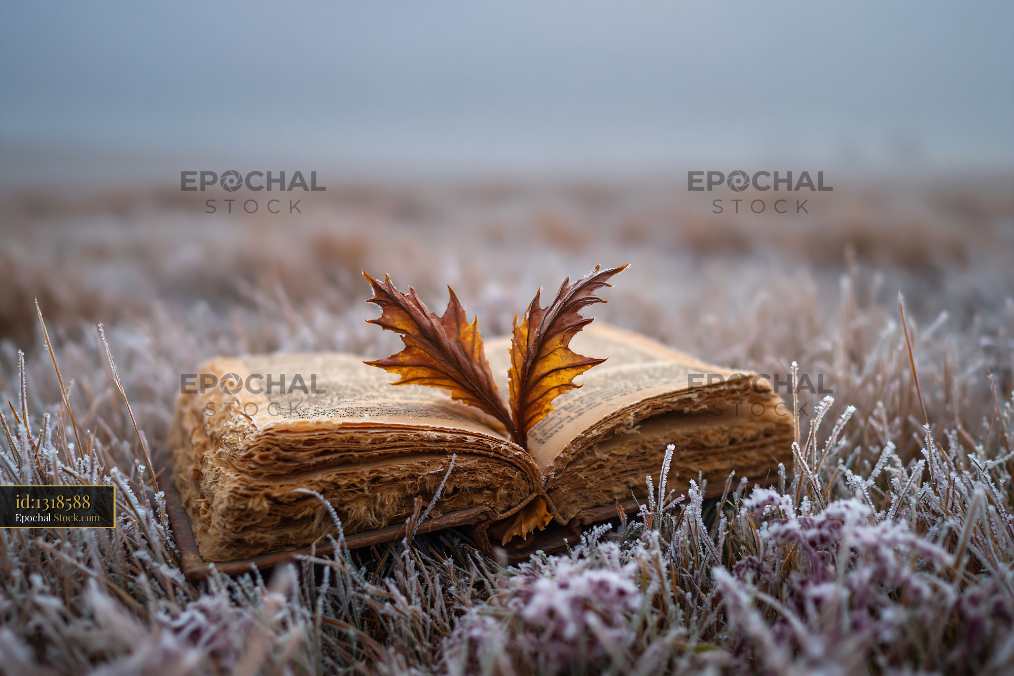 Old antique book open on grass covered in morning frost - stock photo