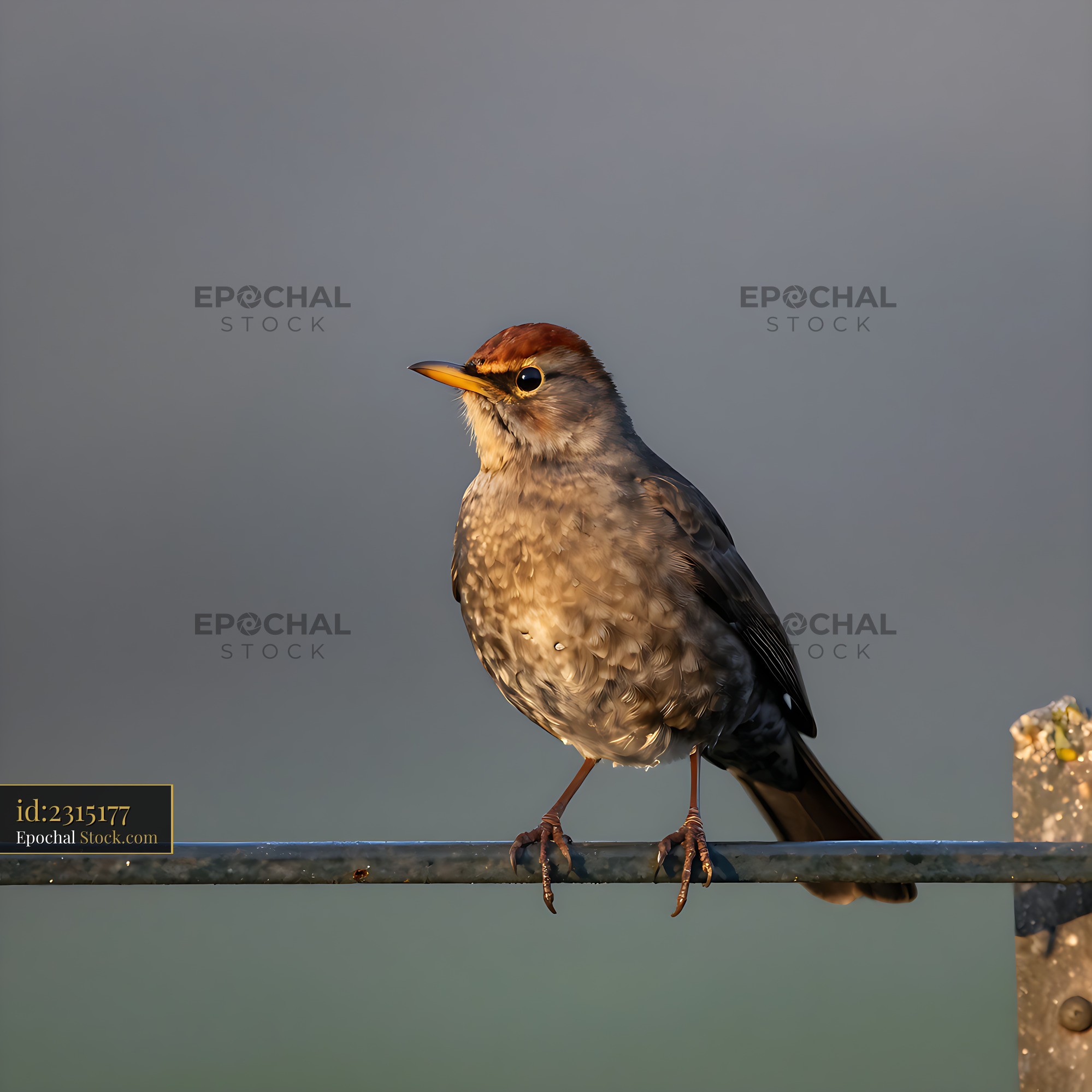 Eurasian blackcap perched on a metal railing in morning light - stock photo