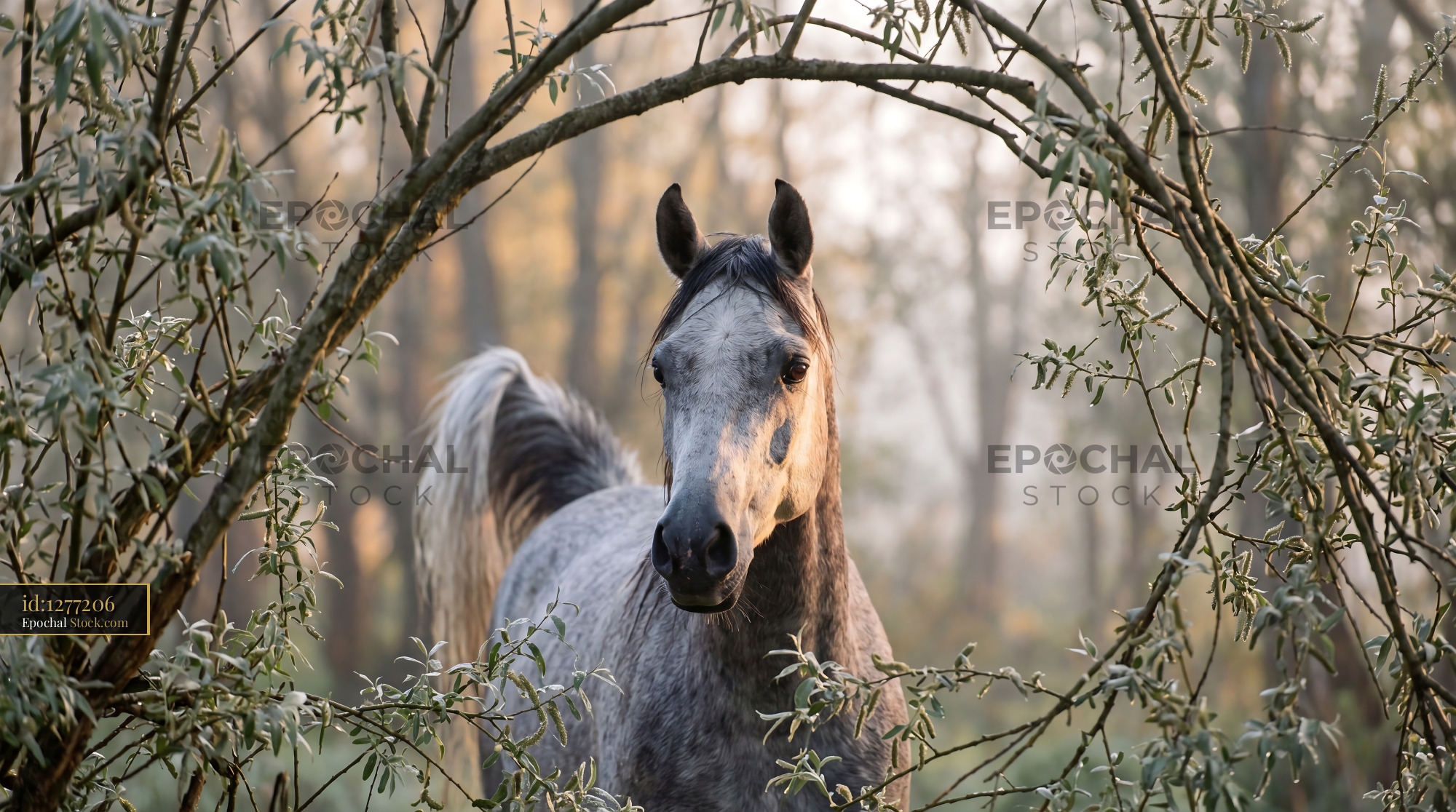 Grey horse framed by willow branches in a misty morning forest - stock photo