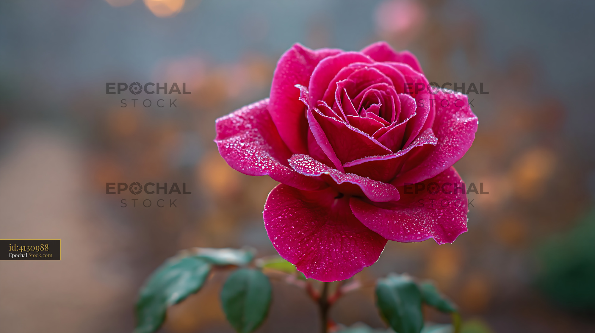 Vibrant pink rose with dewdrops in a sunset light rose garden - stock photo