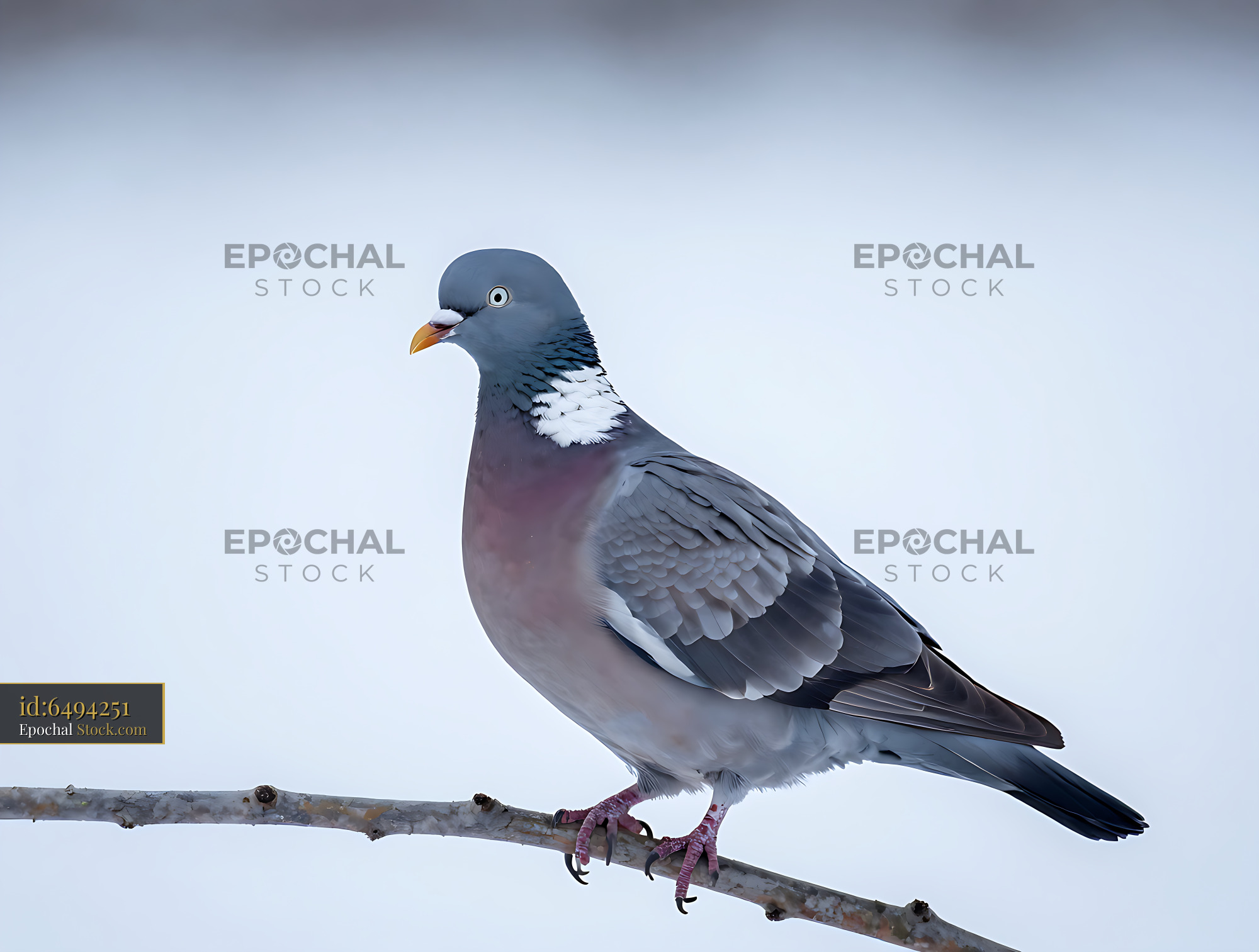 Common wood pigeon perched on a bare branch in winter - stock photo