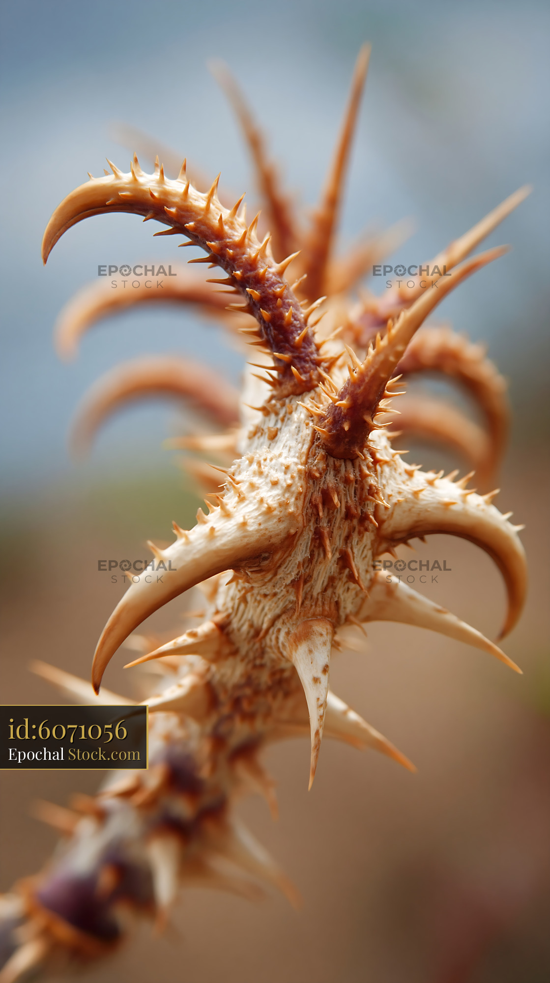 Close up rose thorns on a sharp plant stem in soft natural light