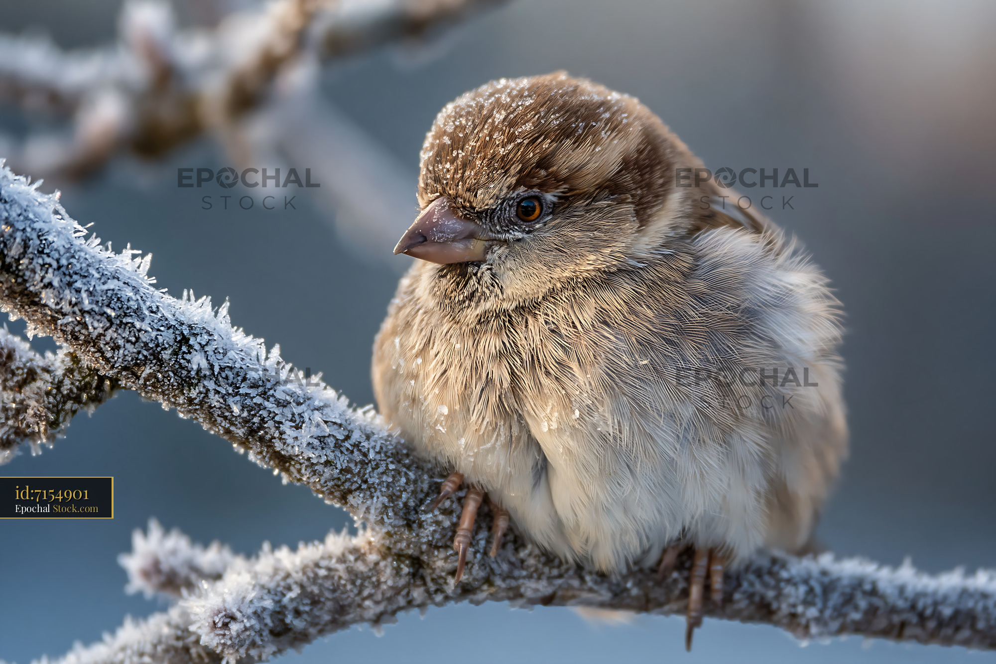 Sparrow huddled on a frost-covered bare branch in winter morning - stock photo