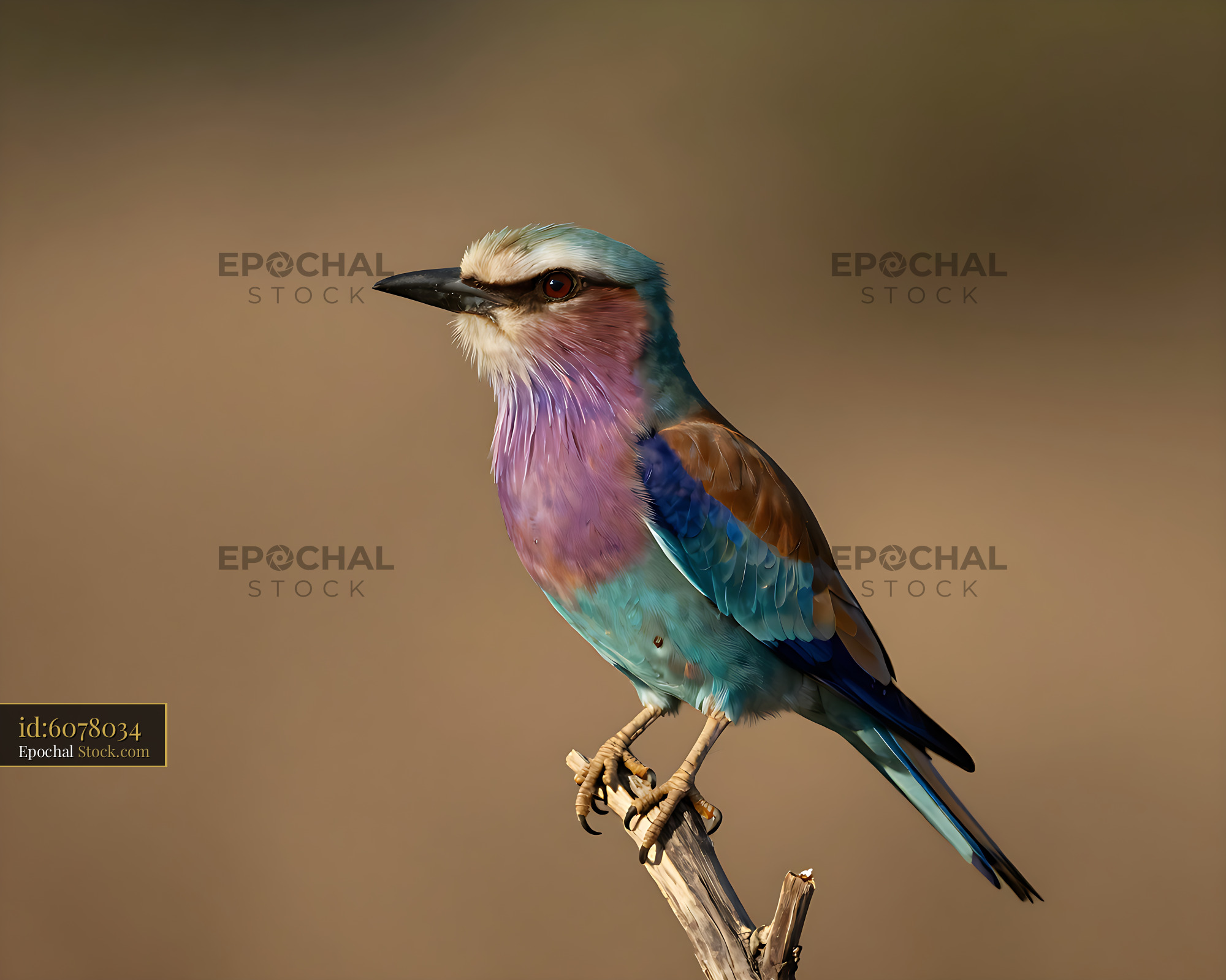 Lilac-breasted roller perched on a branch in the savanna - stock photo