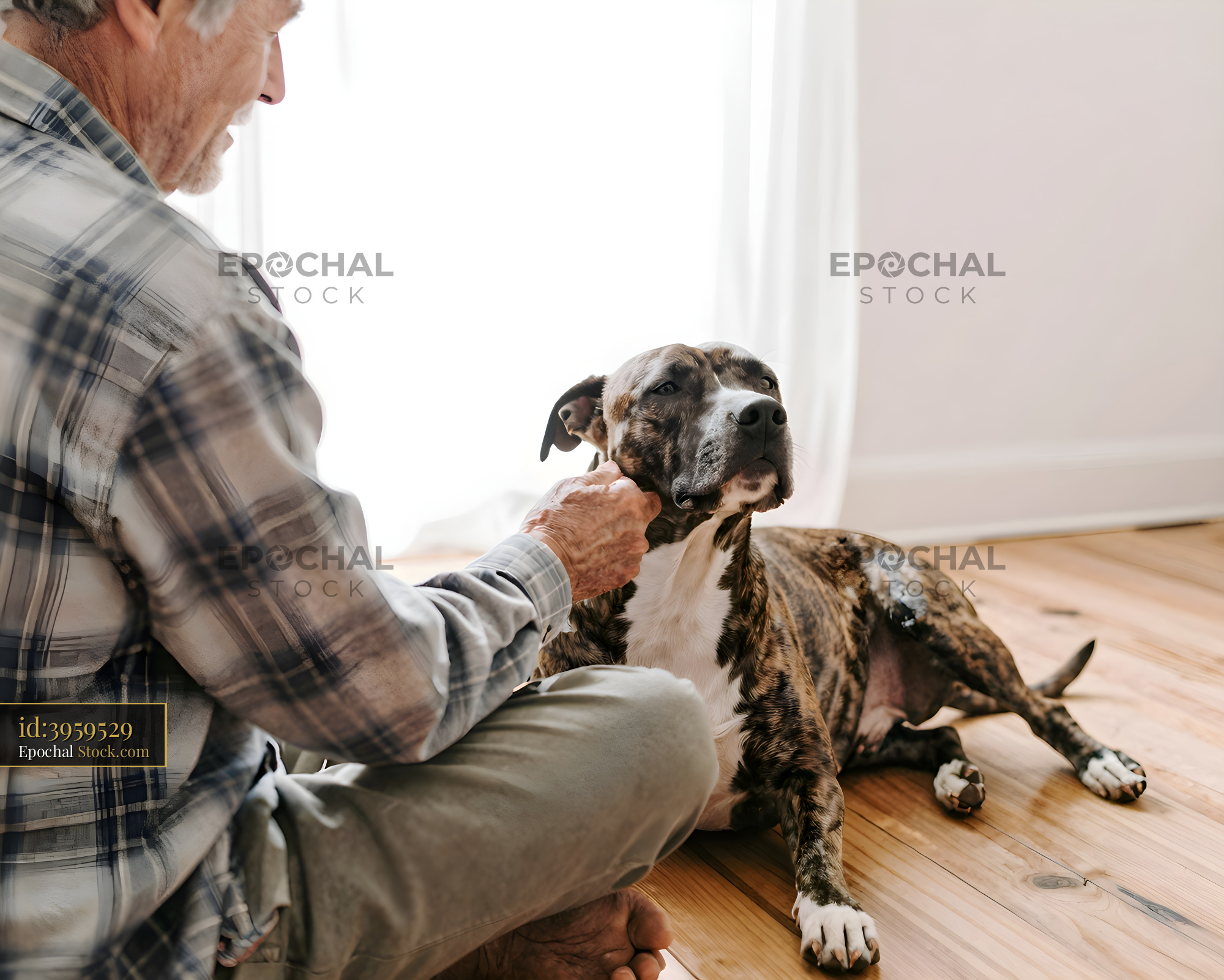 Man pets his dog indoors during daytime in a cozy room Premium Stock Image - stock photo
