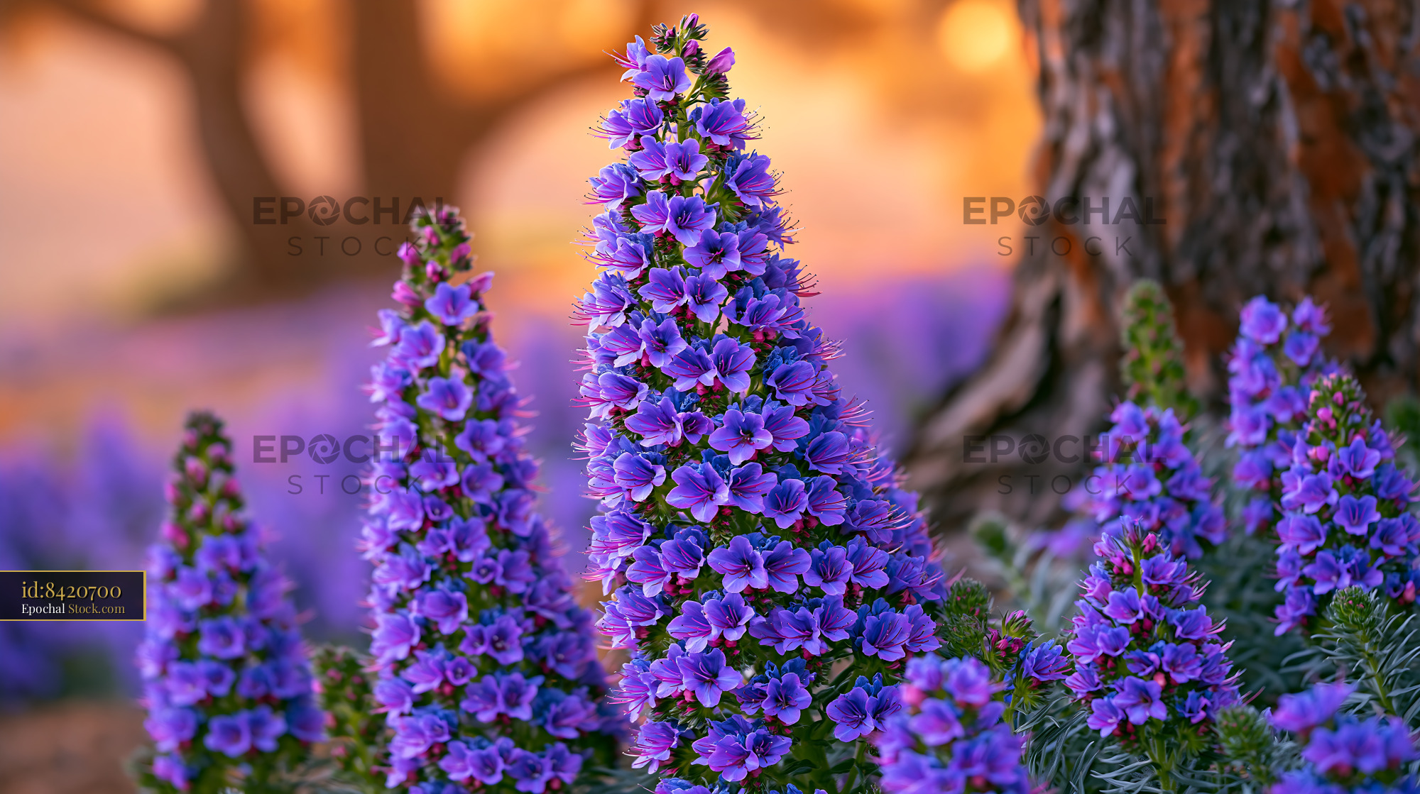 Purple Pride of Madeira blooming in a cape fynbos meadow at sunset - stock photo