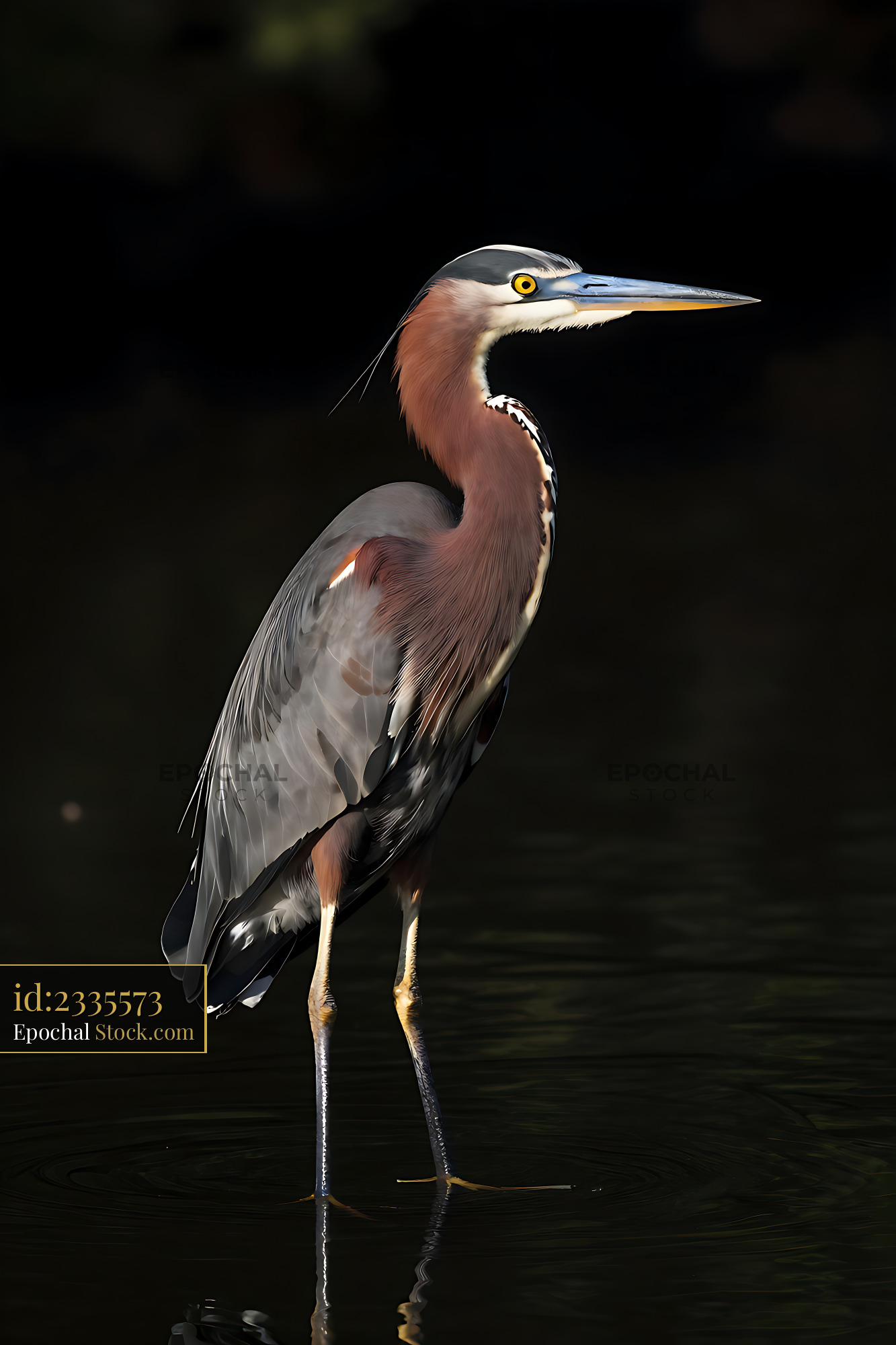 Goliath heron standing in dark water against a black background - stock photo