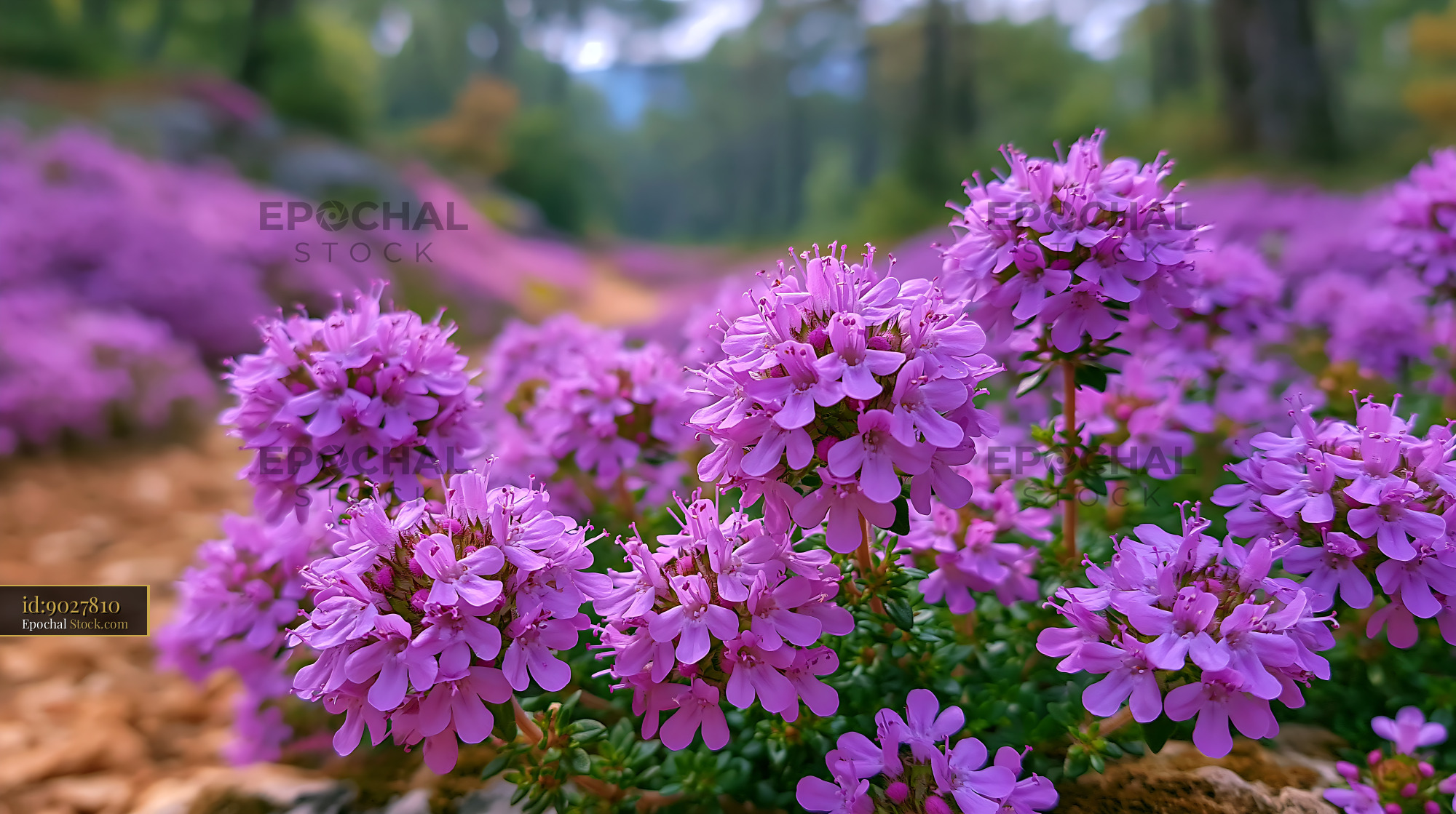 Blooming wild purple thyme in a sunny Mediterranean landscape - stock photo