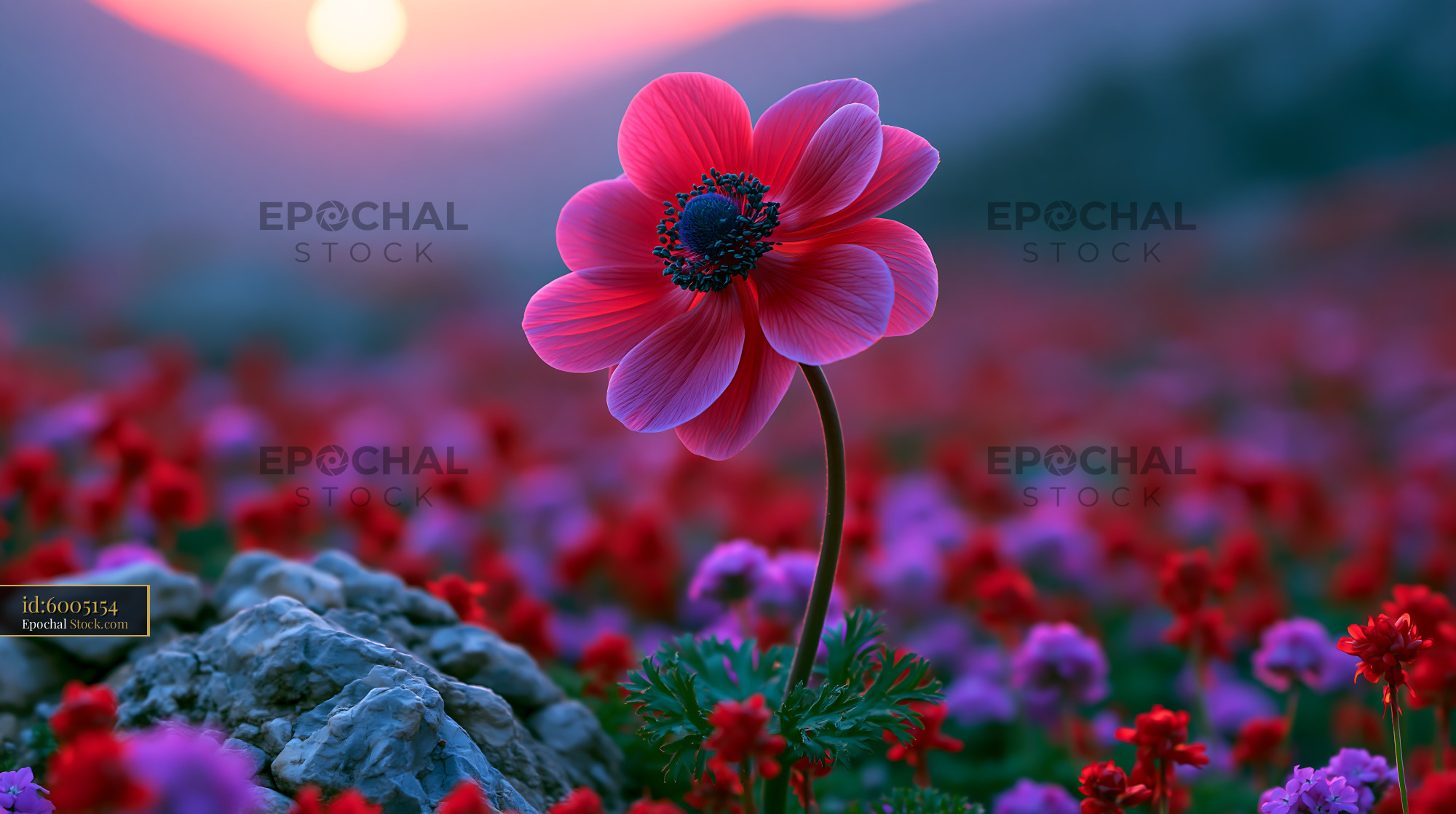 Vibrant pink blossom in the Kazanlak Rose Valley at dawn - stock photo