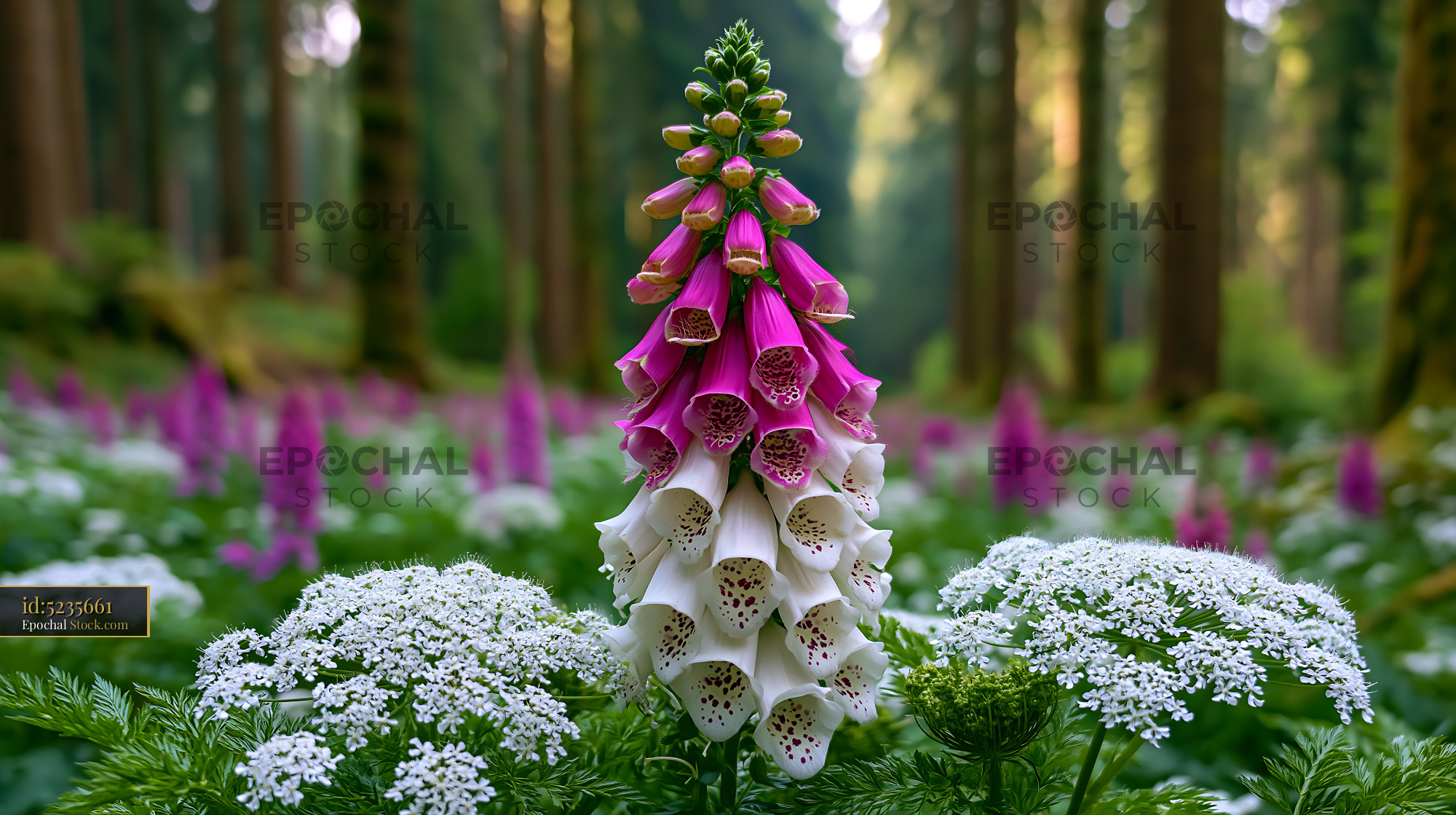 Purple and white foxglove blooming in a lush Black Forest meadow - stock photo