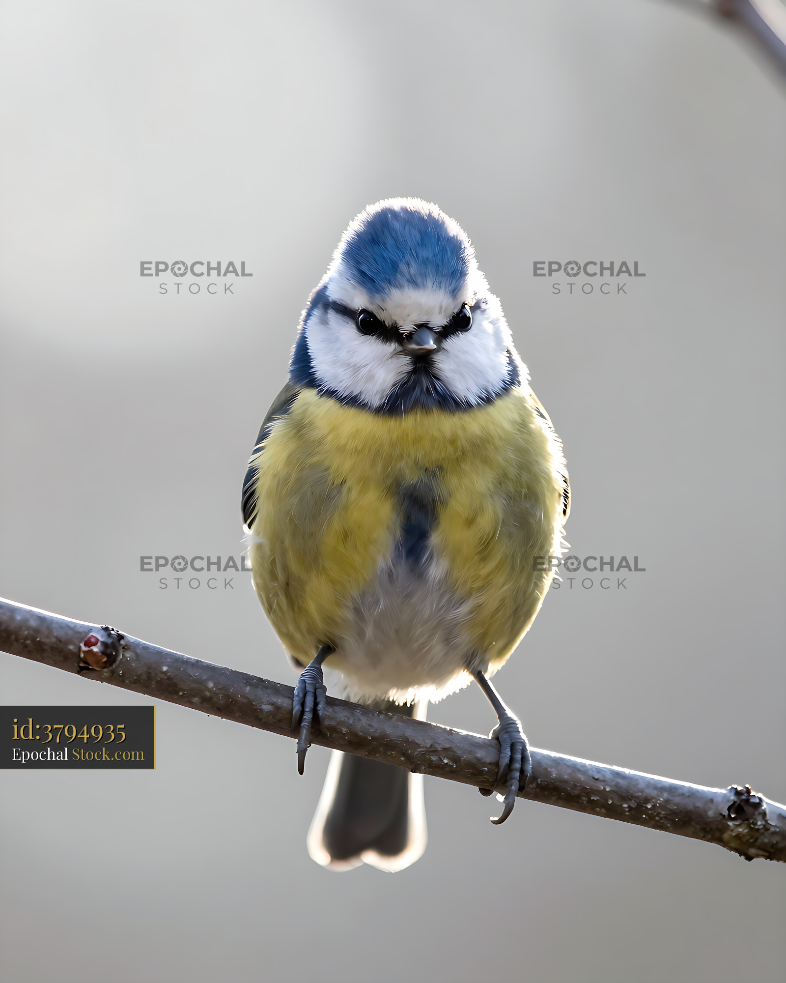 Eurasian blue tit perched on a branch looking at camera - stock photo