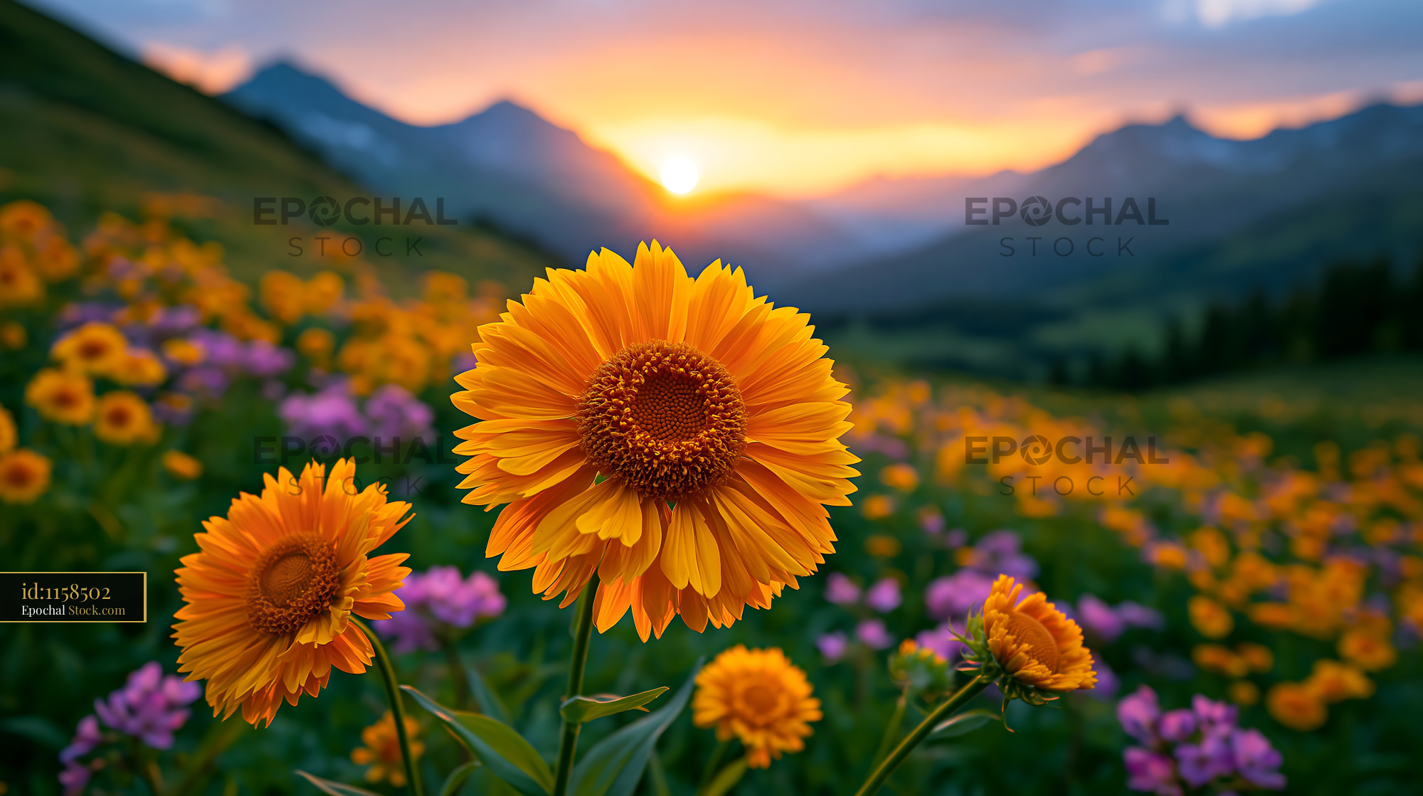Vibrant orange wildflowers in the Altiplano mountains at sunset - stock photo