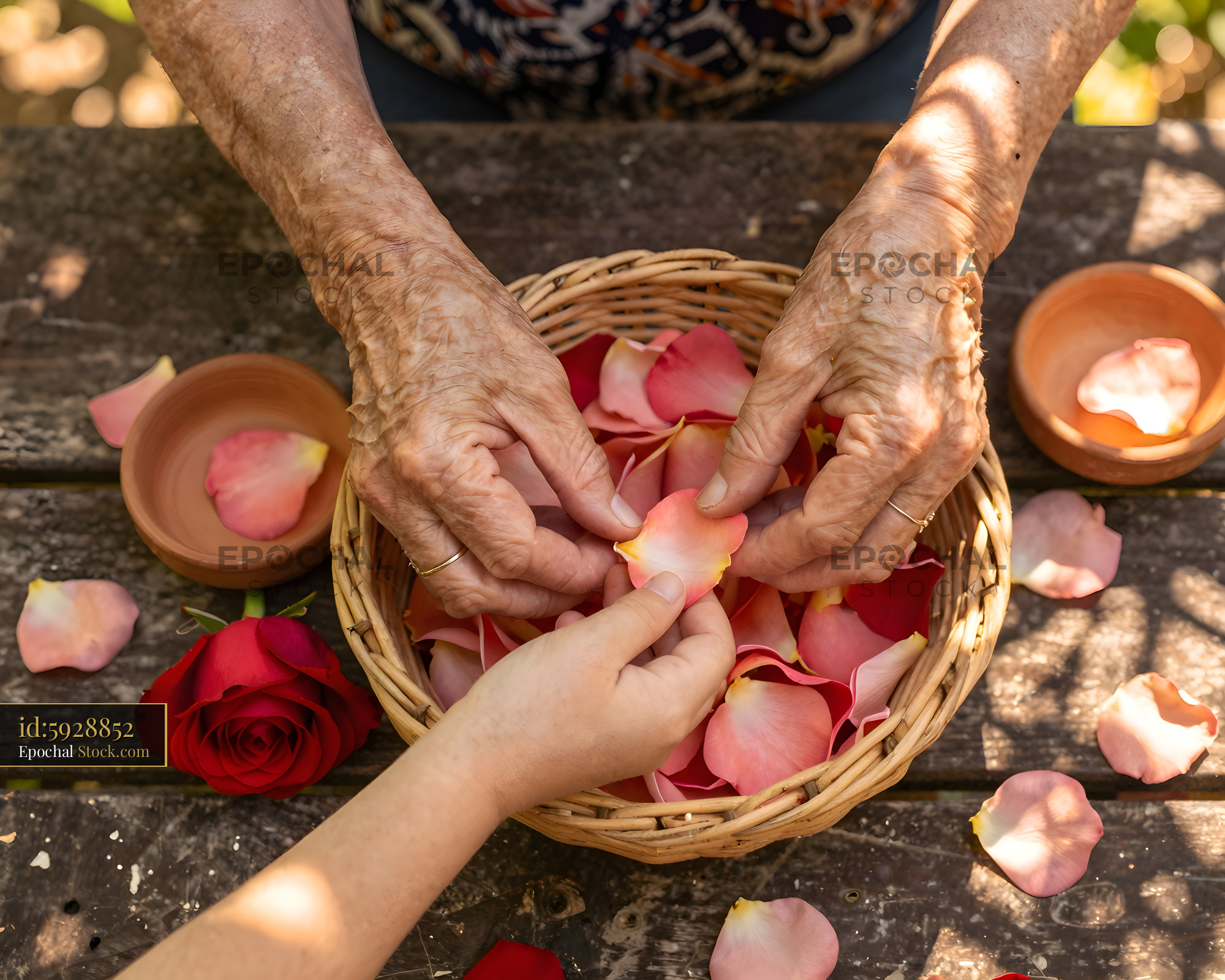 Hands are sharing rose petals in a basket at a table Premium Stock Photo - stock photo