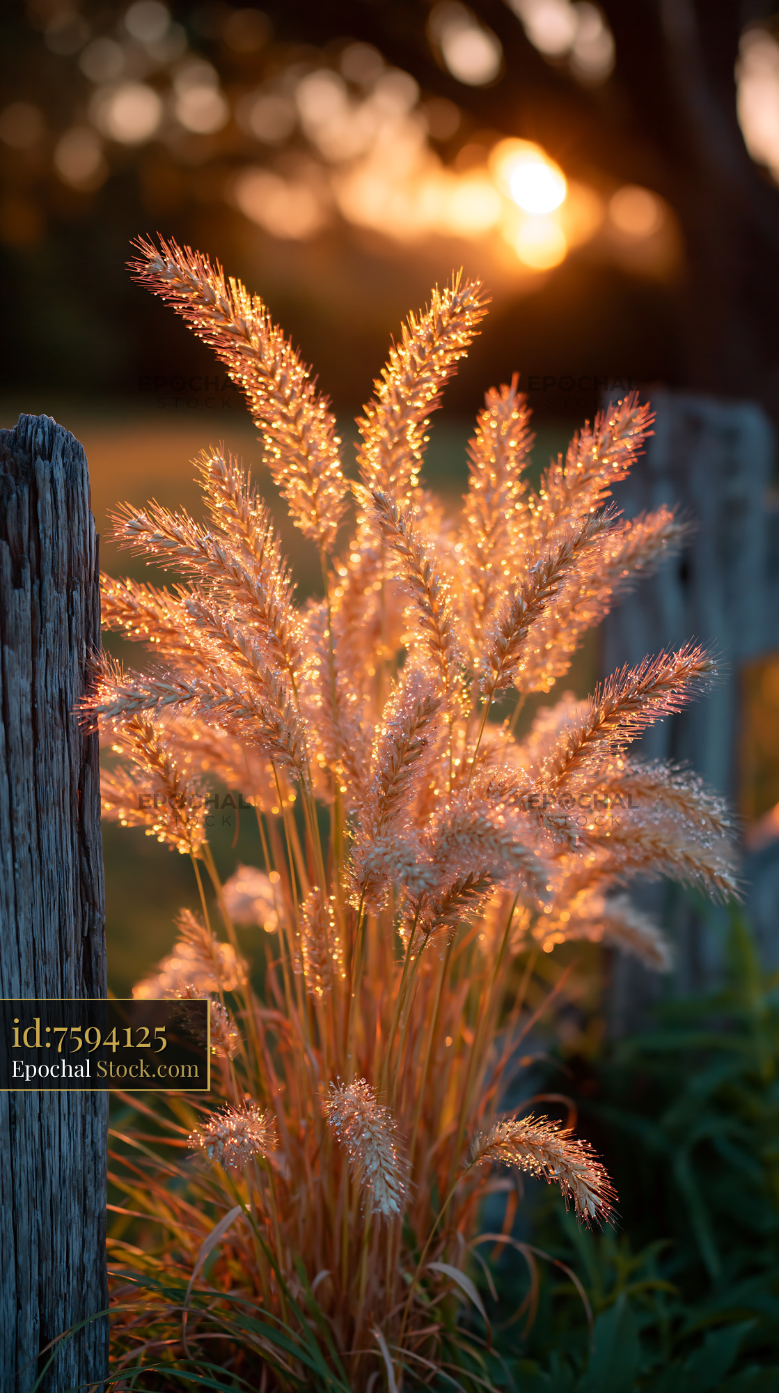 Golden sunlight meadow grass glowing during golden hour - stock photo