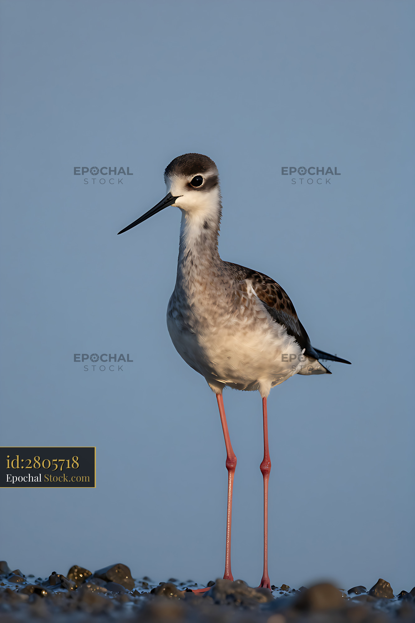 Elegant black-necked stilt with long pink legs standing on a rocky sho - stock photo