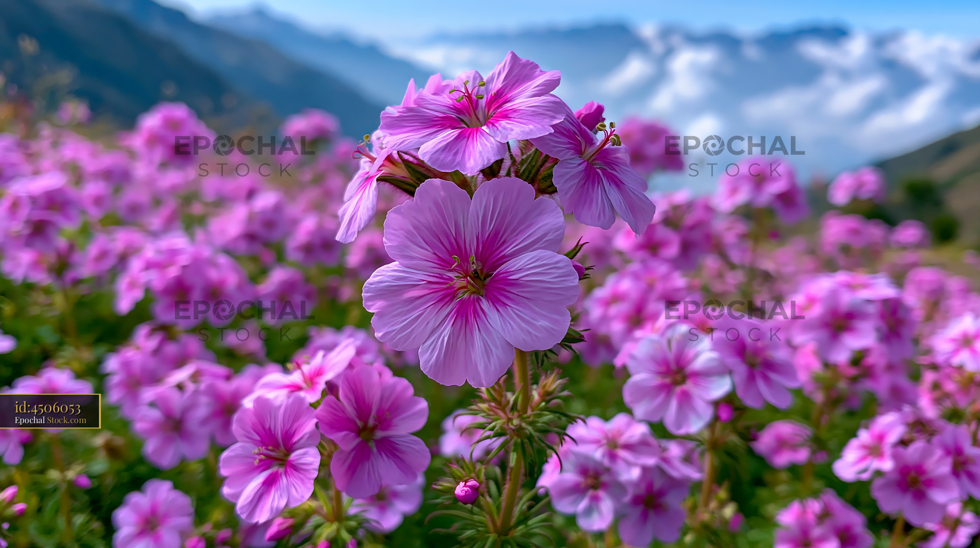 Vibrant pink bhutan alpine flower in a Himalayan mountain meadow - stock photo