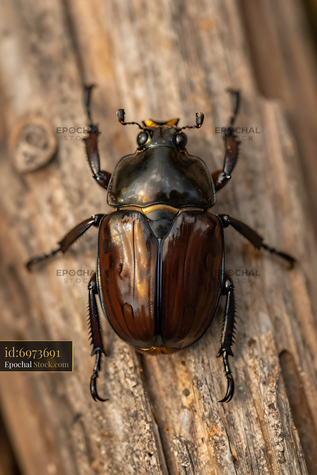 Jewel scarab beetle crawling on a weathered wooden log in the forest - stock photo