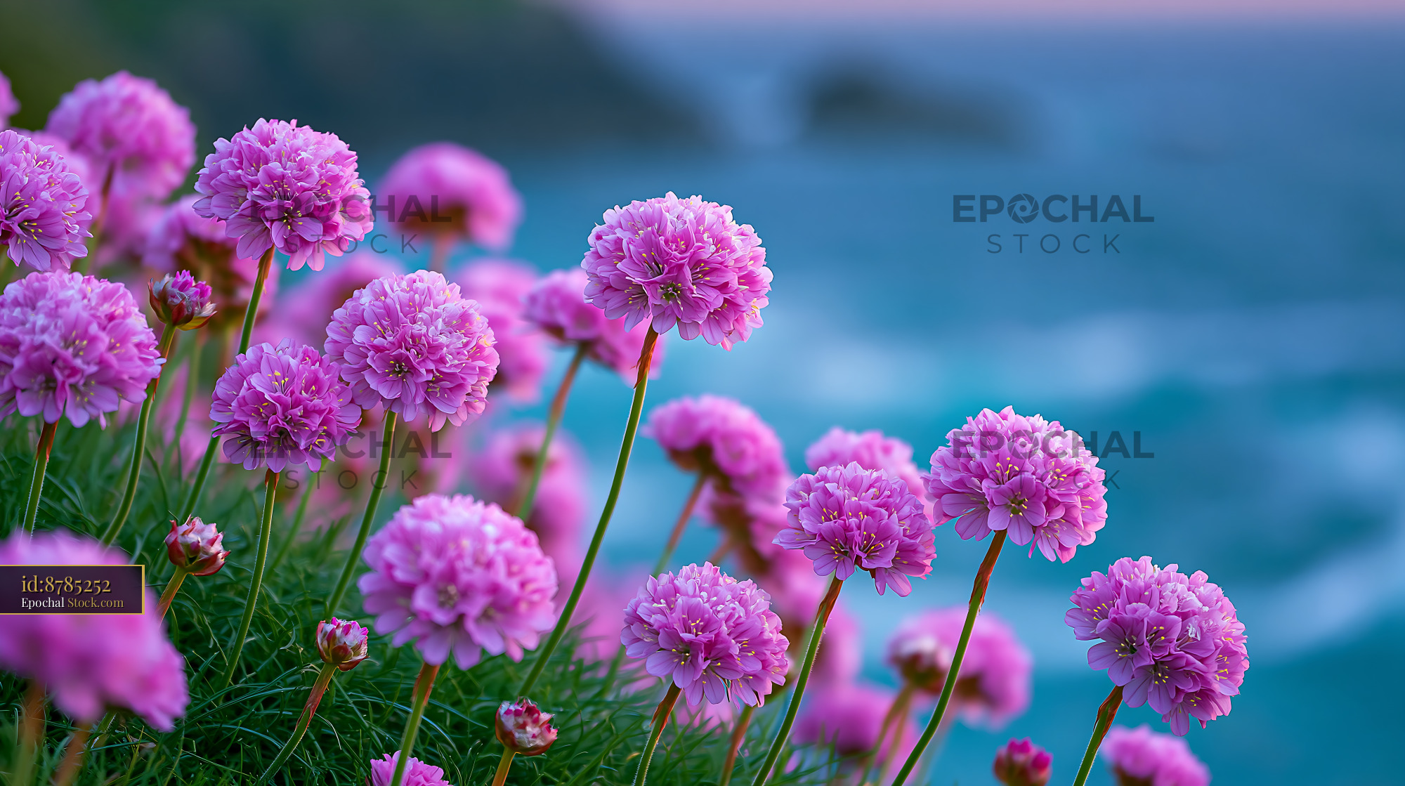 Siberian iris meadow blooming on a cliff overlooking the ocean - stock photo