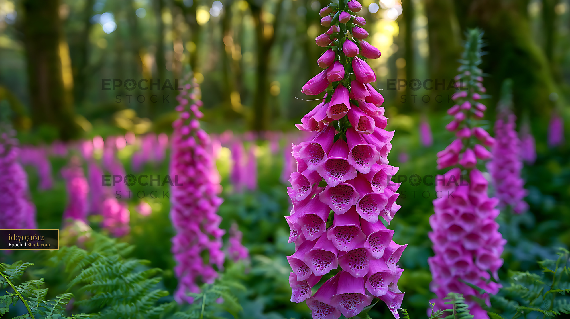Vibrant pink foxgloves blooming in a sunny Welsh forest clearing - stock photo