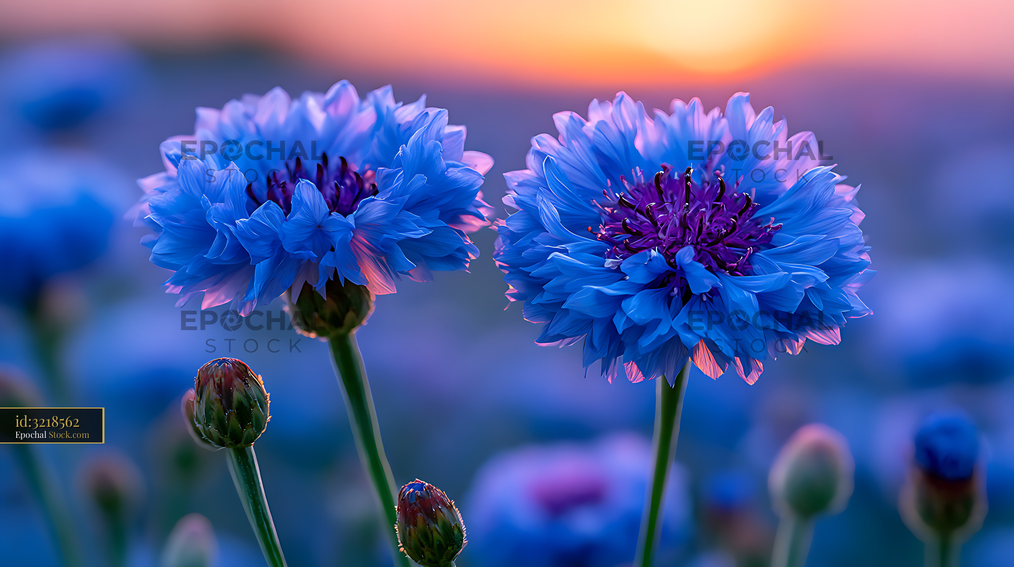Blue cornflowers blooming in a French field during golden hour - stock photo