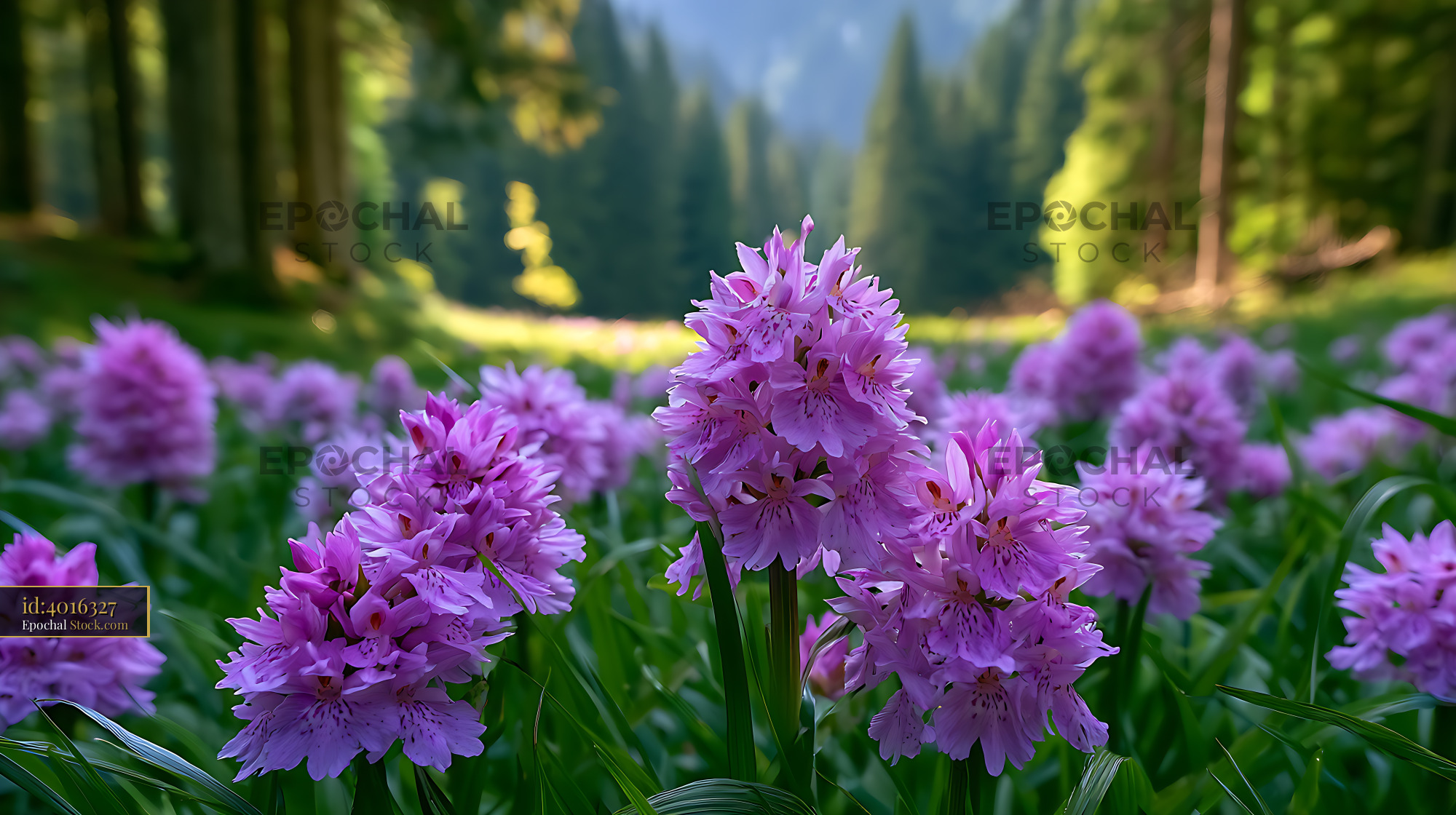 Bosnian wild orchid grass in a sunlit mountain forest meadow - stock photo