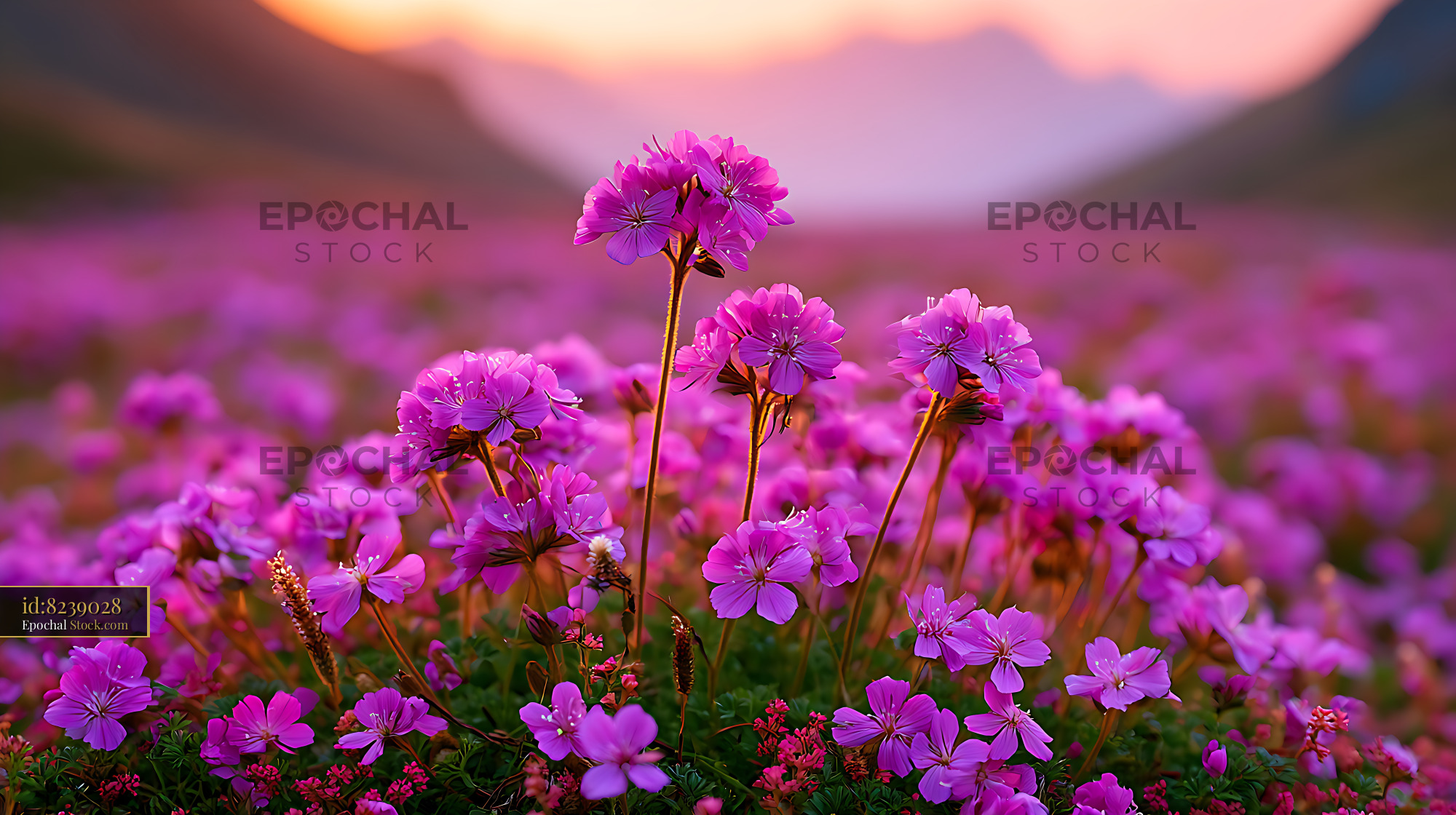 Vibrant pink Kamchatka volcanic wildflower in a mountain meadow - stock photo