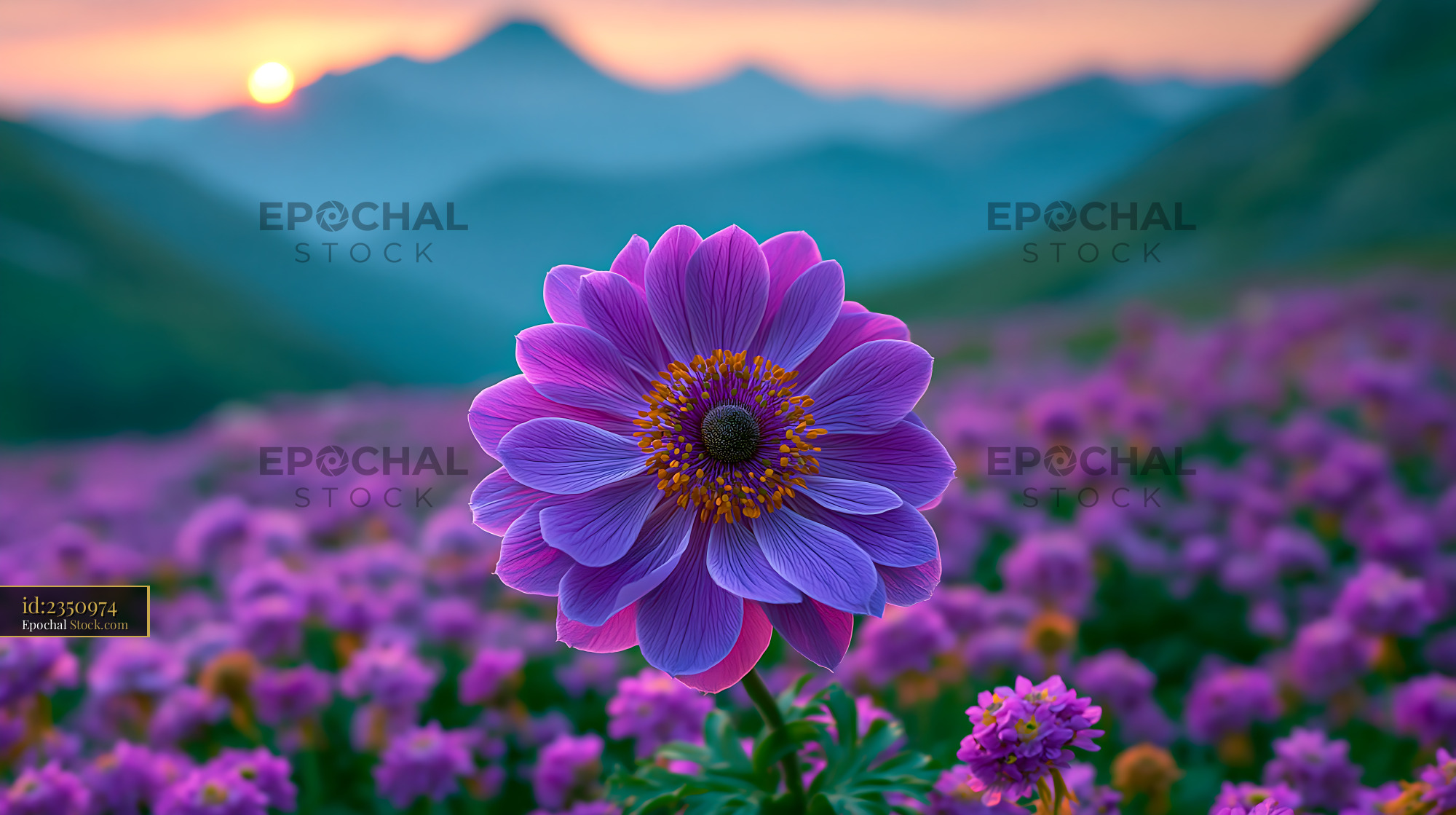 Purple maltese iris blooming in a mountain meadow at sunset - stock photo