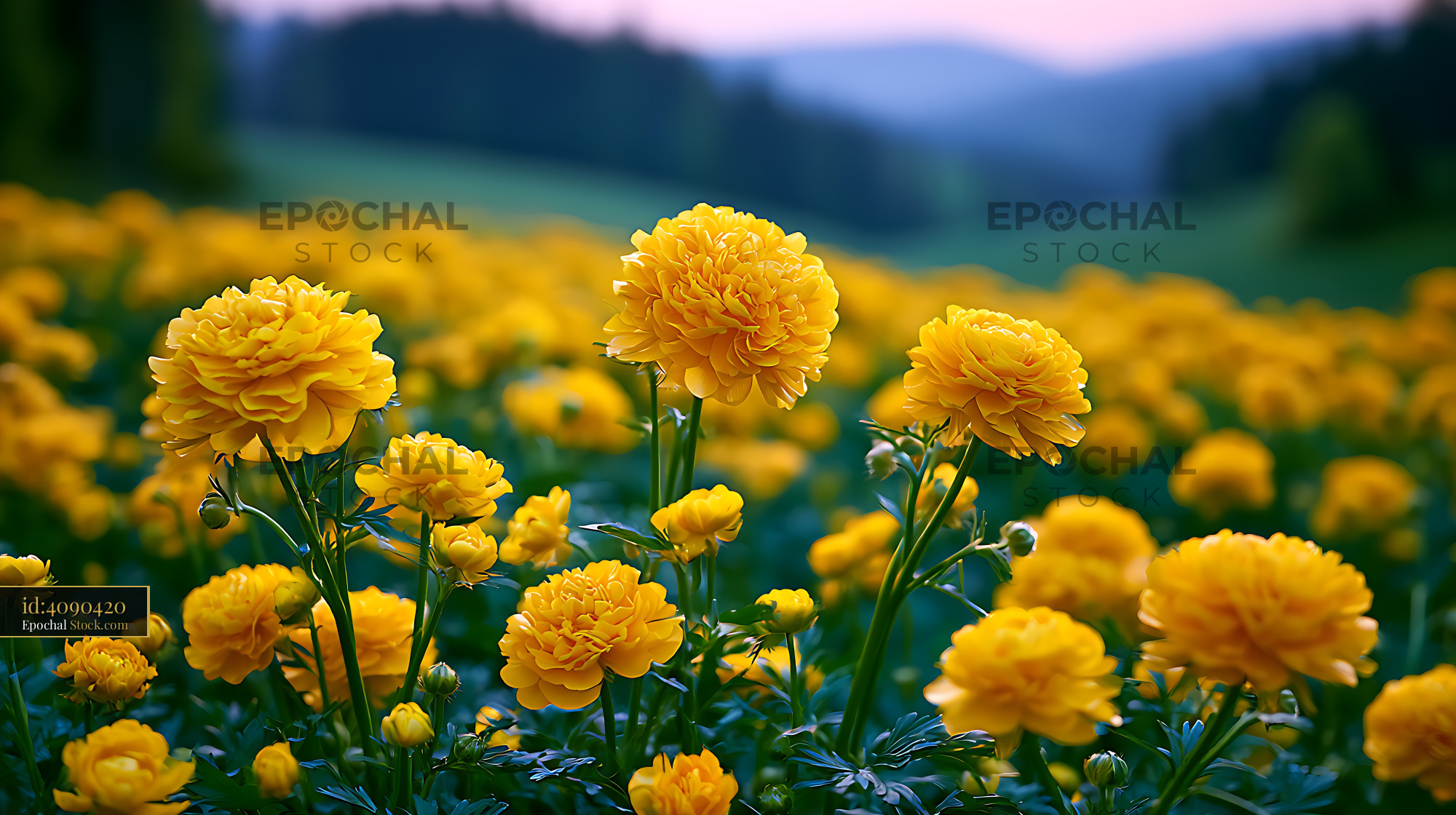 Czech wild buttercup clover blooming in a mountain meadow at dusk - stock photo