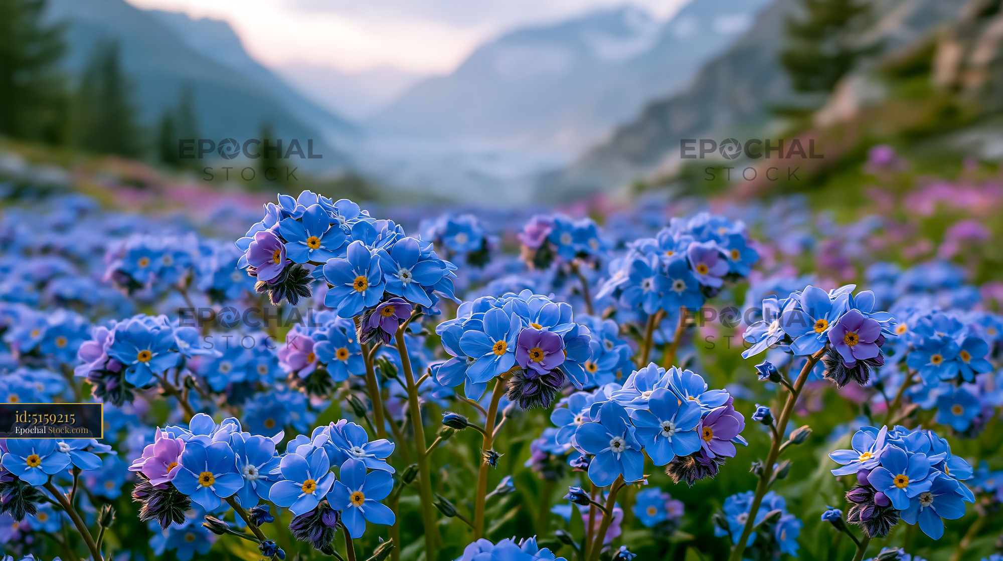 Forget-me-not flowers blooming in a german wild meadow at dawn - stock photo