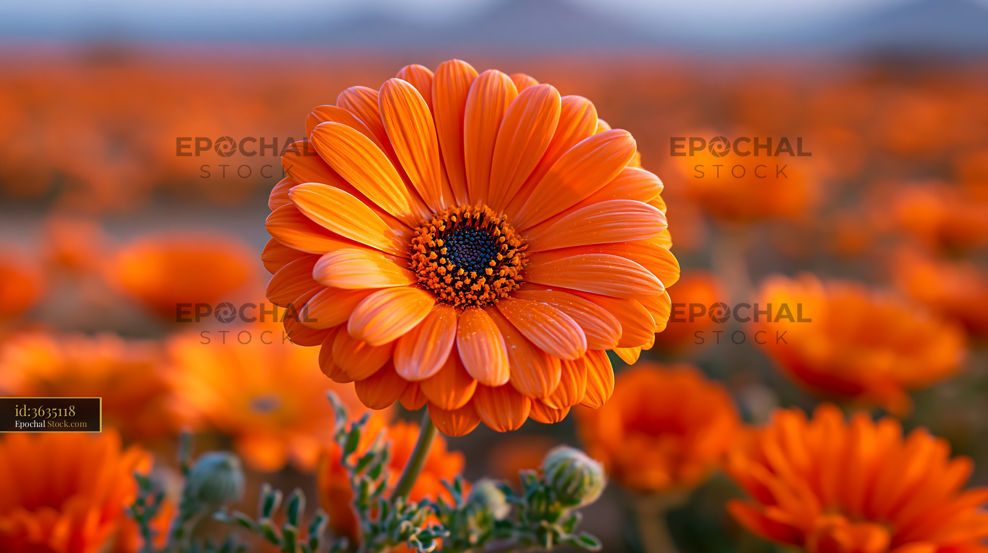Vibrant orange drakensberg flower blooming in a wild field at sunset - stock photo
