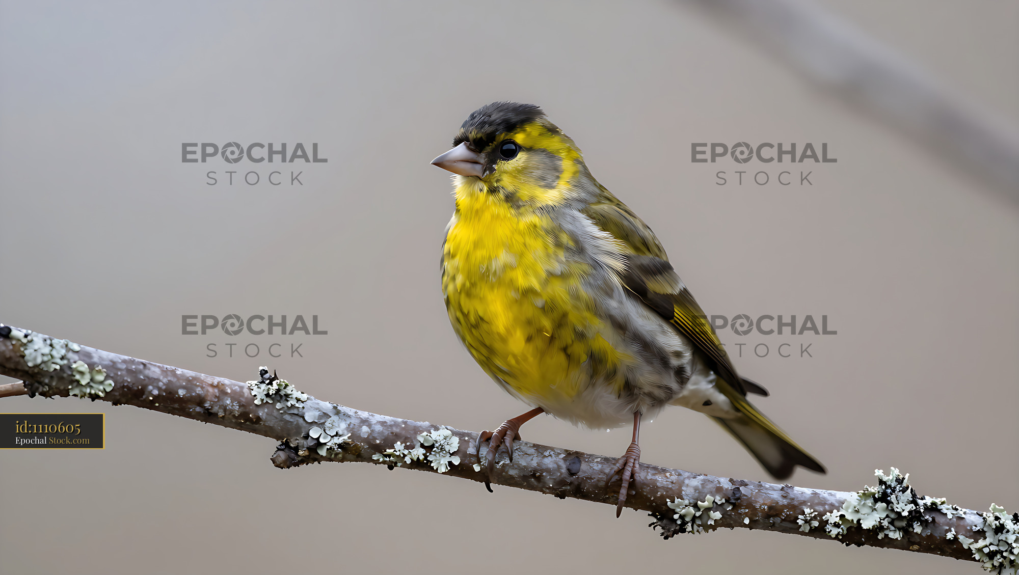 Eurasian Siskin perched on a lichen covered branch in winter - stock photo