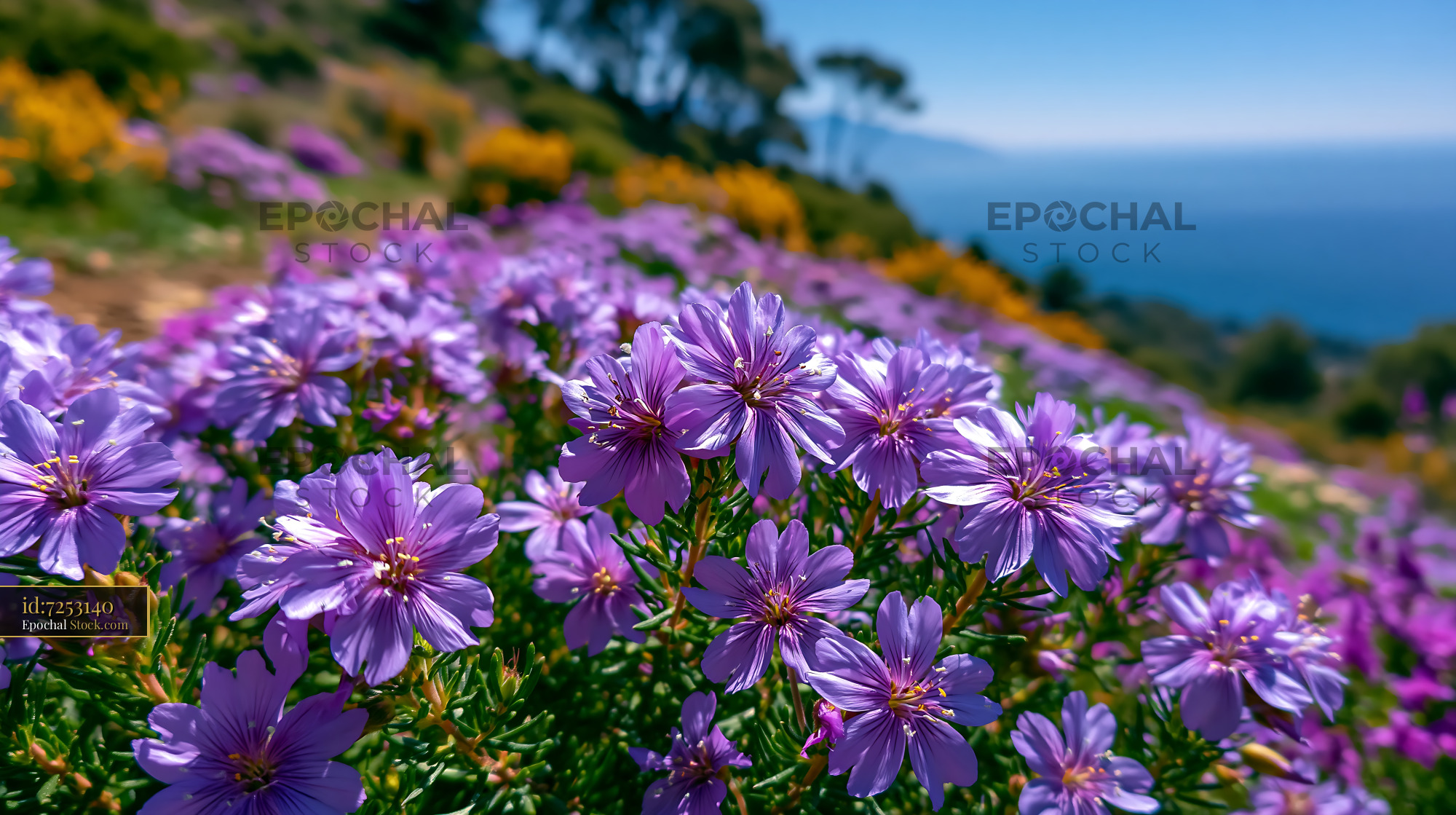 Purple mongolian steppe wildflower blooming on a sunny hillside - stock photo